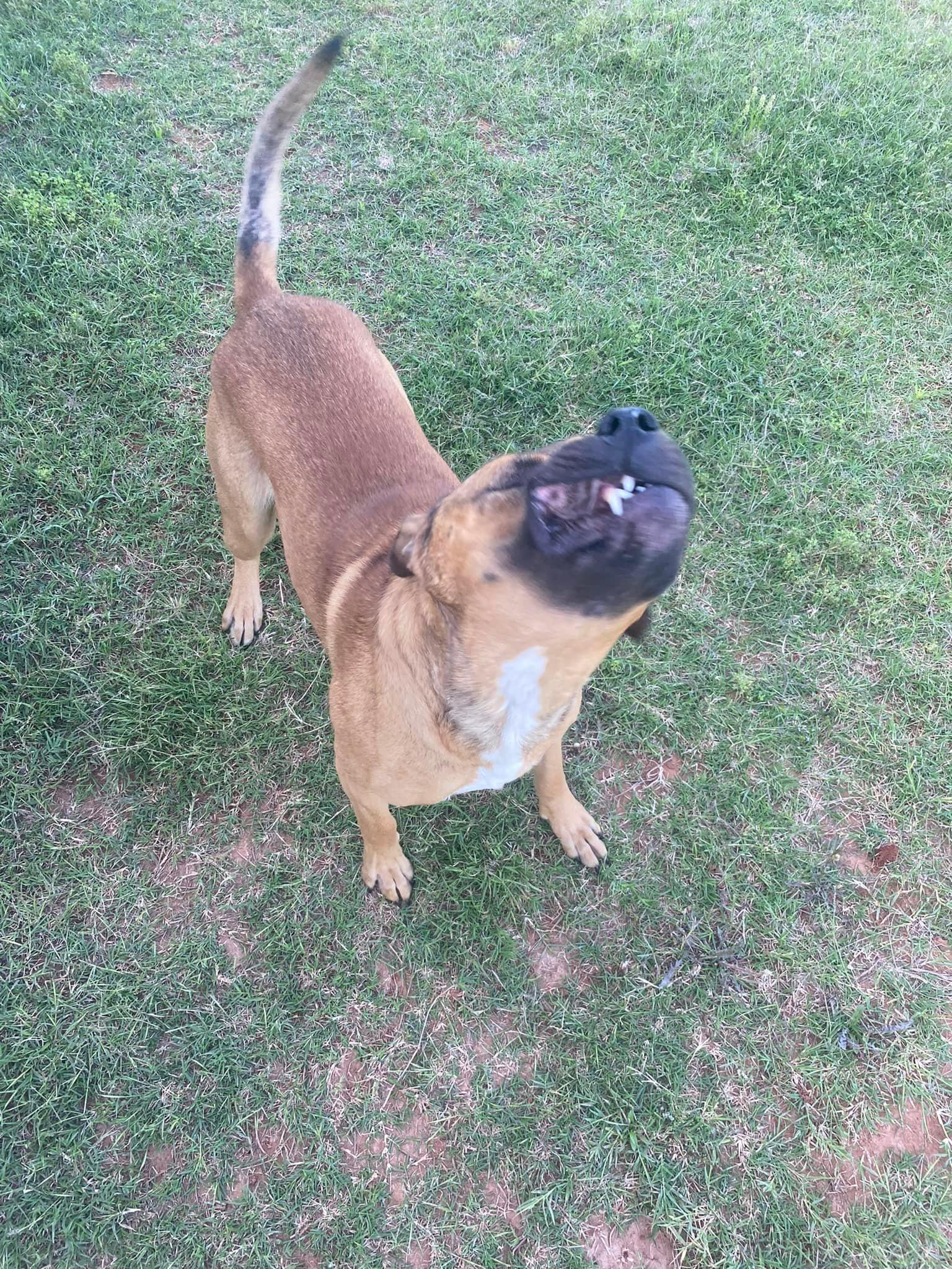 Handsome Hank