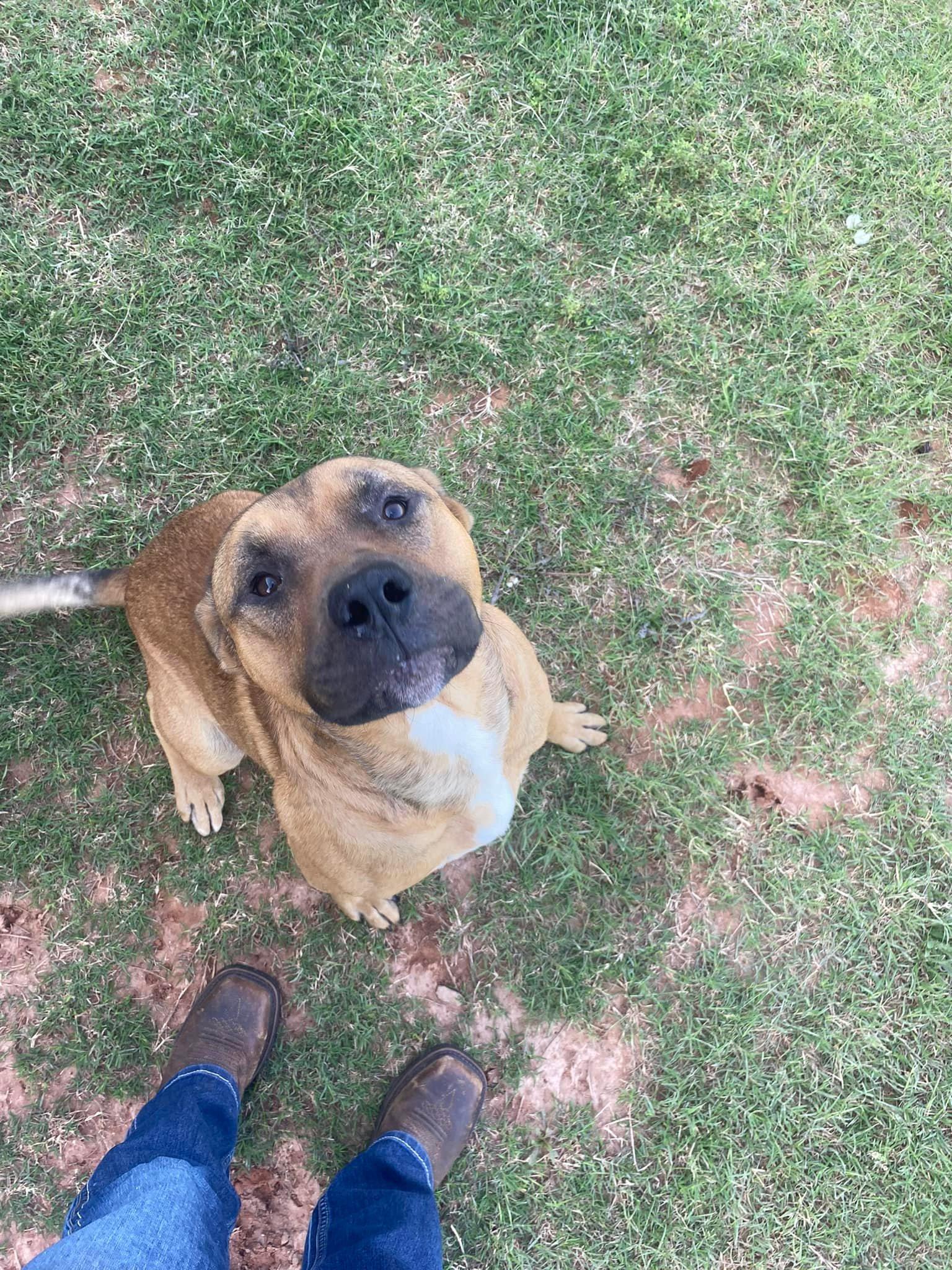 Handsome Hank