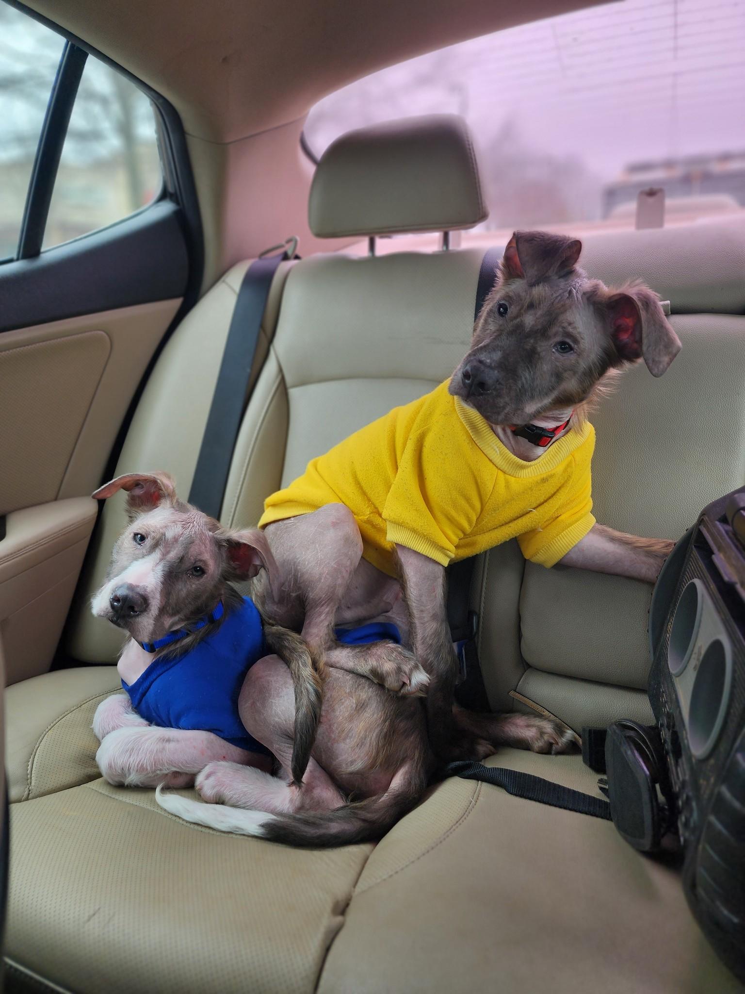 Chico and Otis