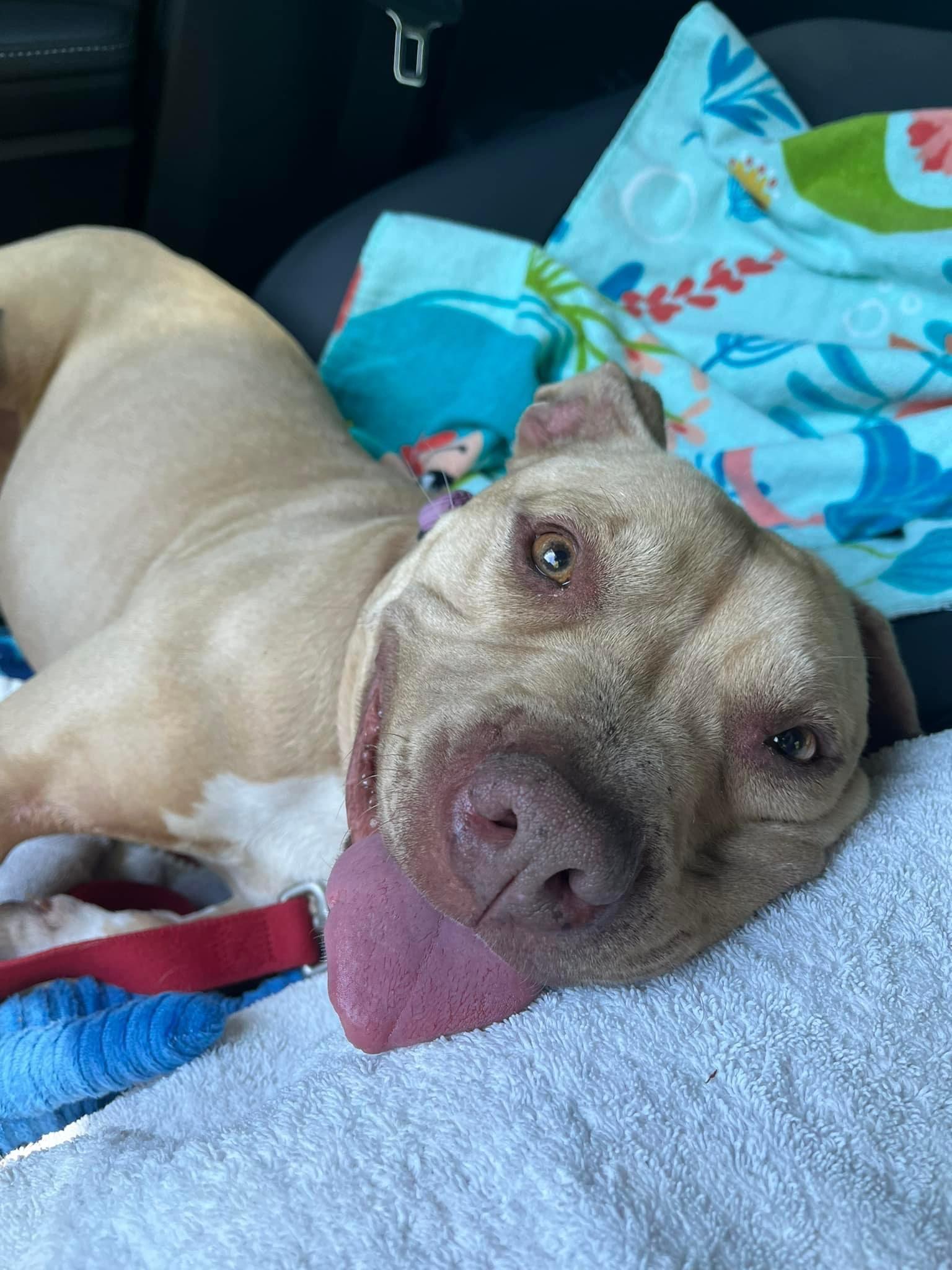 Ollie