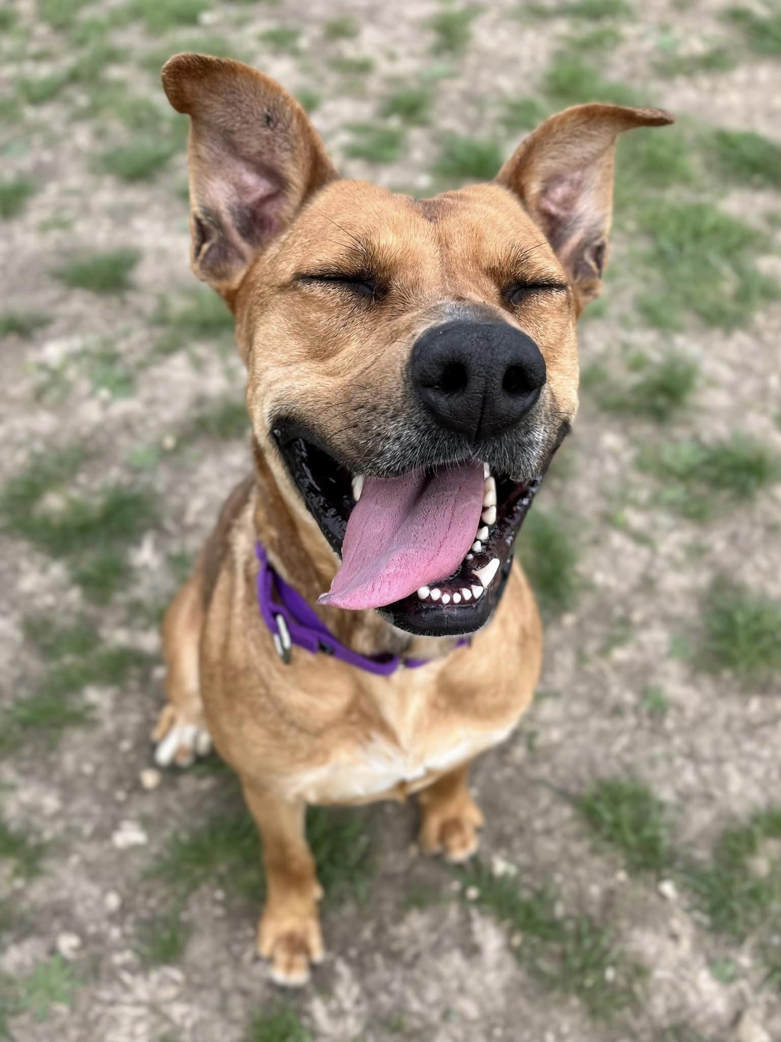 Nova