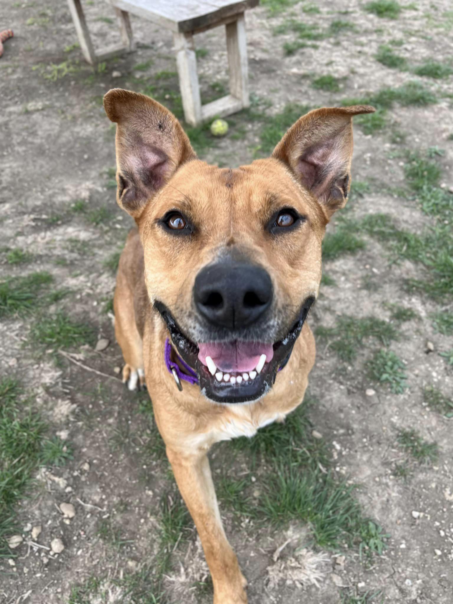 Nova