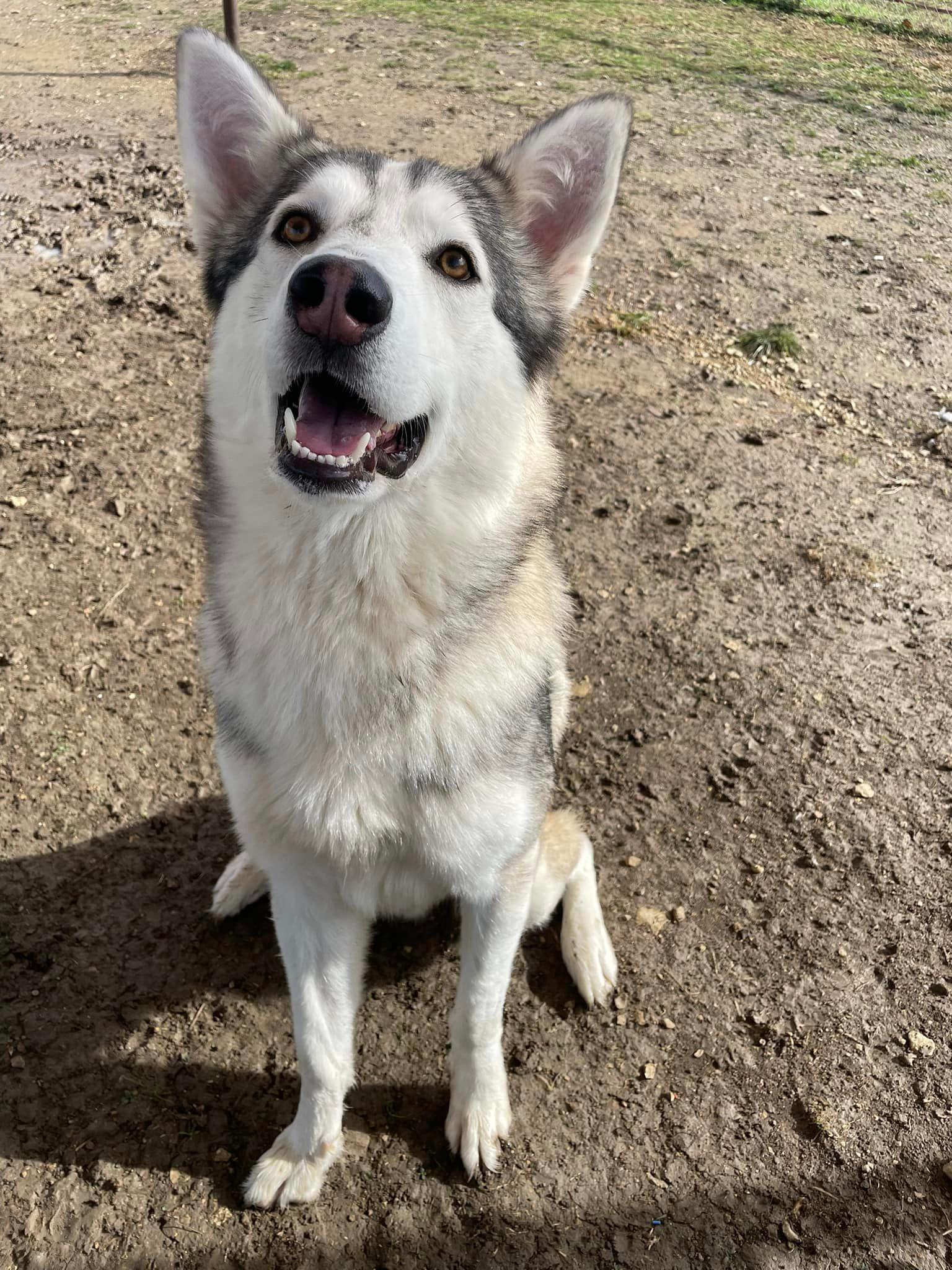 Samuel up for Adoption