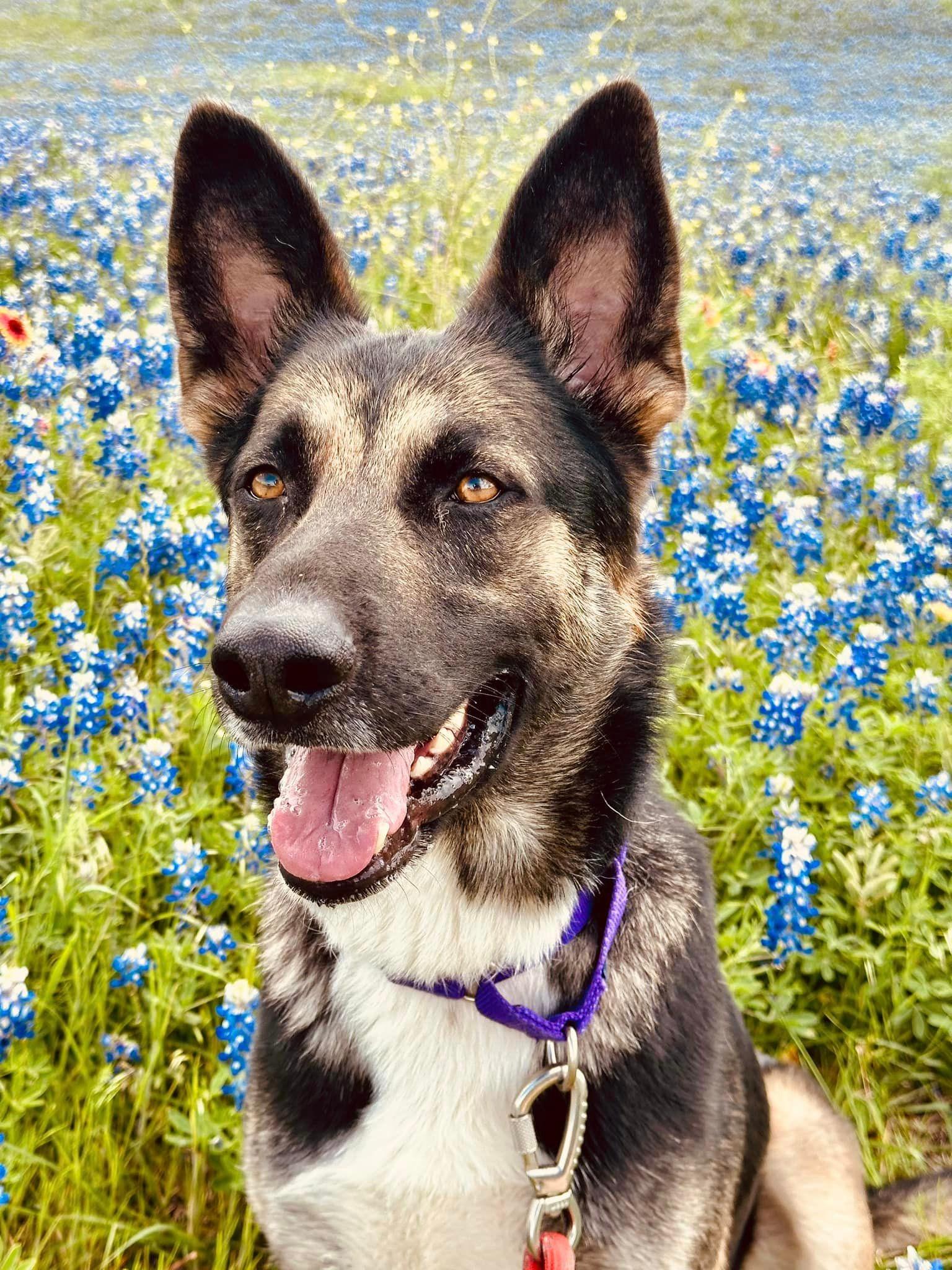Ben up for Adoption