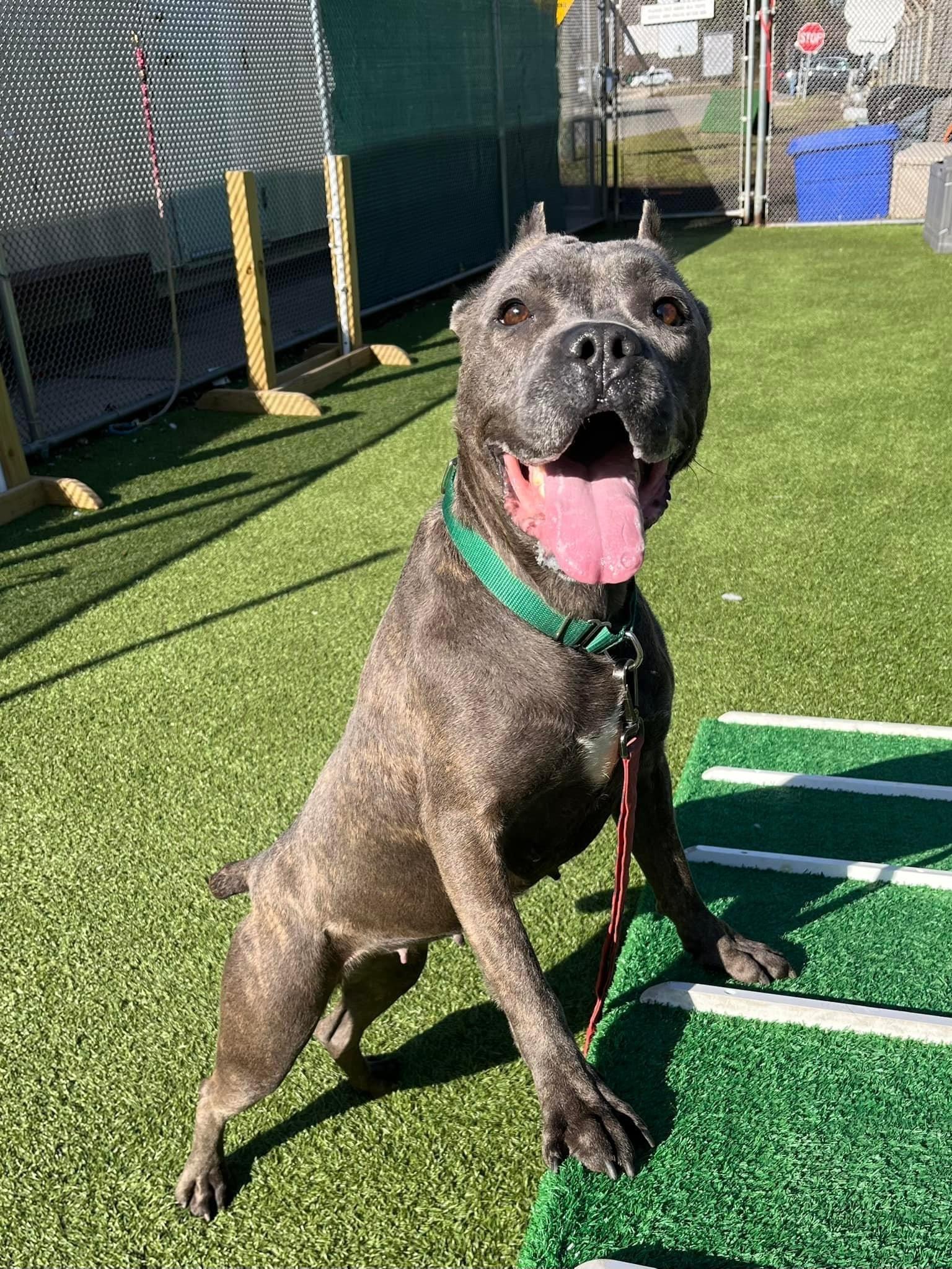 Stevie Nicks up for Adoption