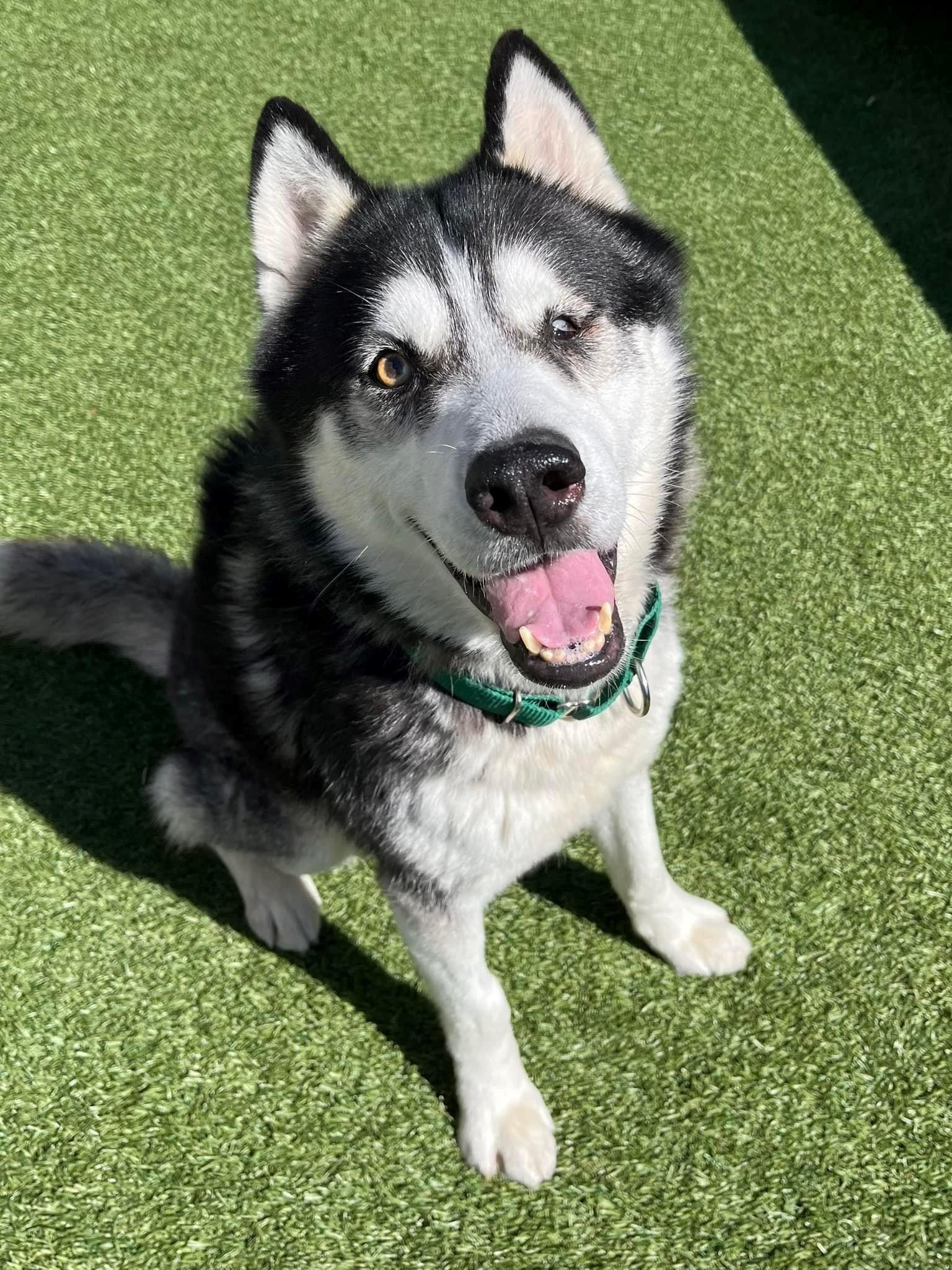 Larz up for Adoption