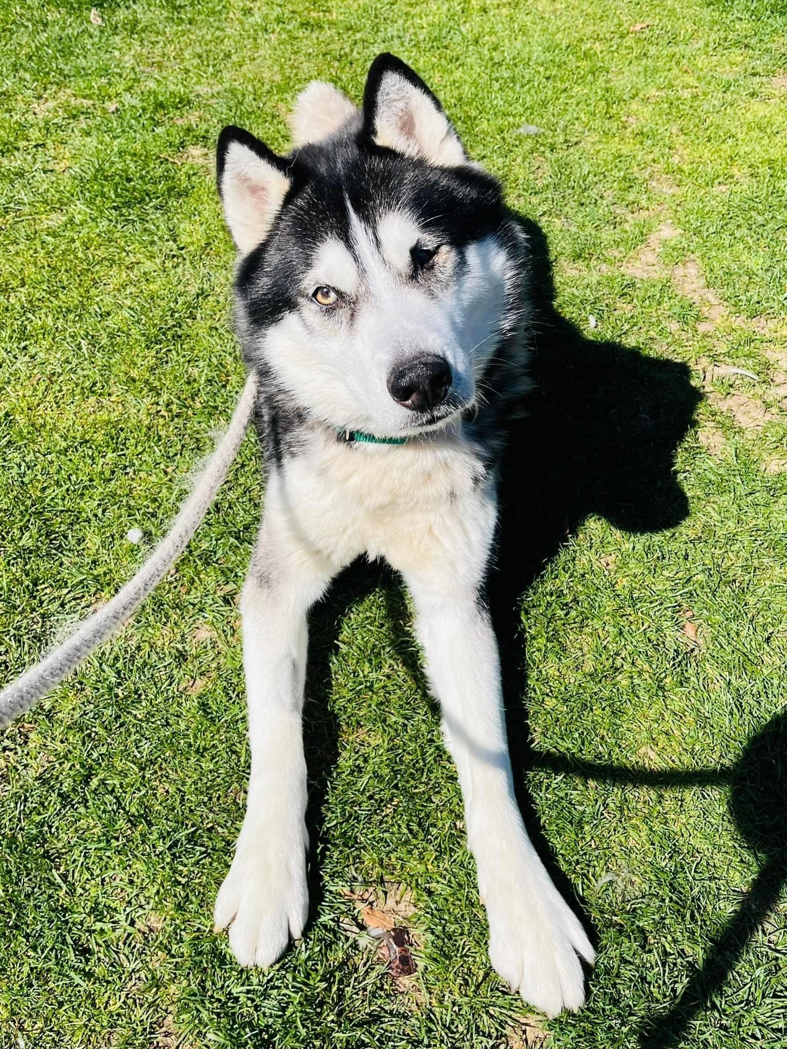 Larz up for Adoption