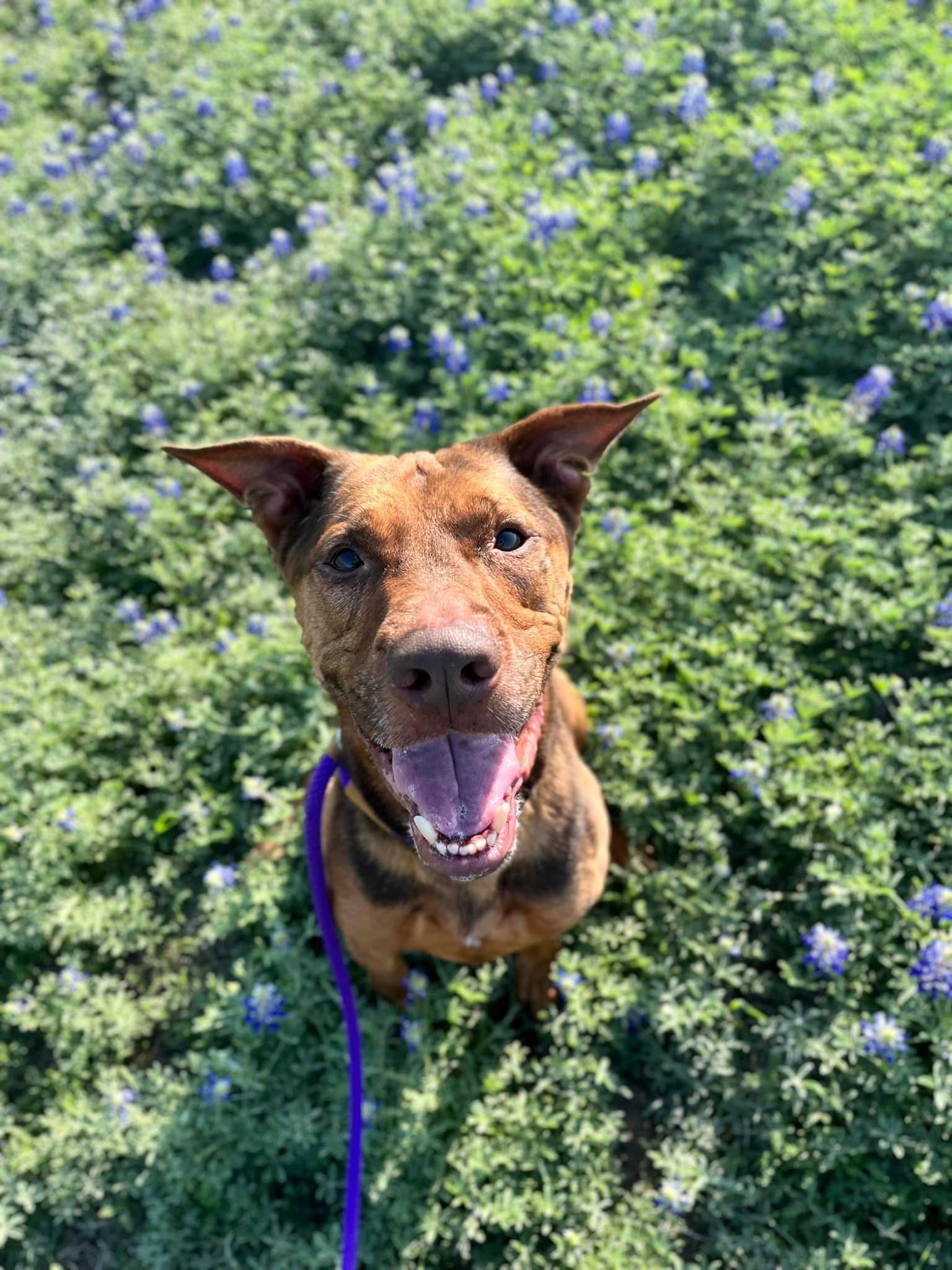 Chunk up for Adoption