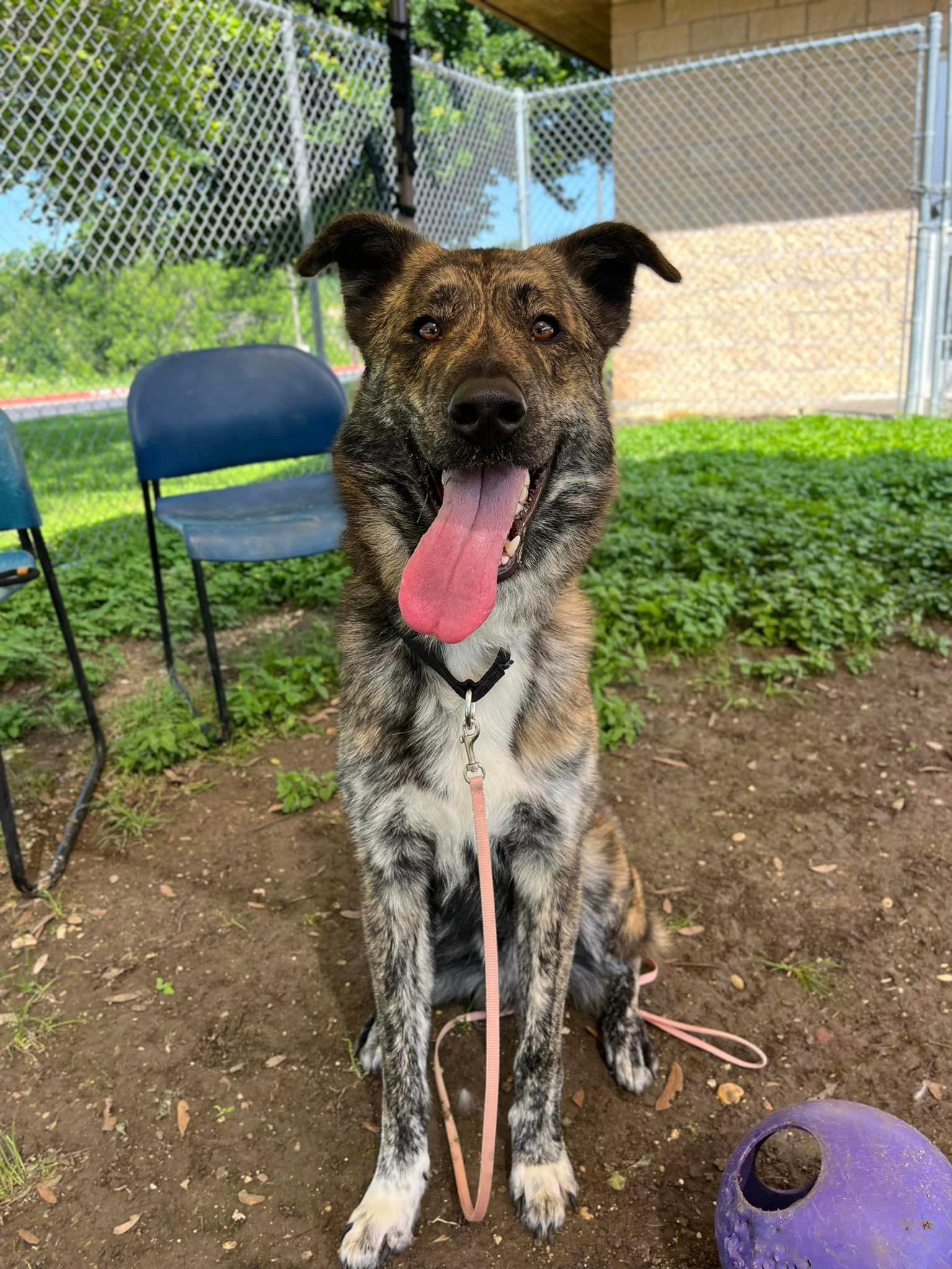 Franklin up for Adoption