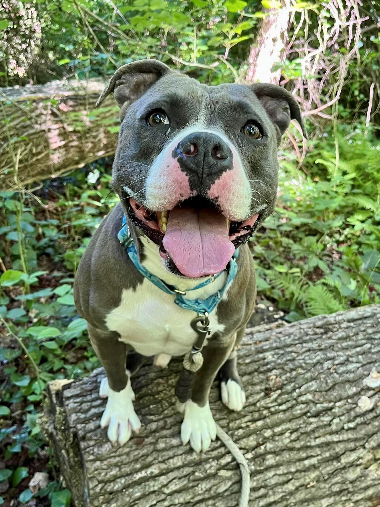 Nip up for Adoption