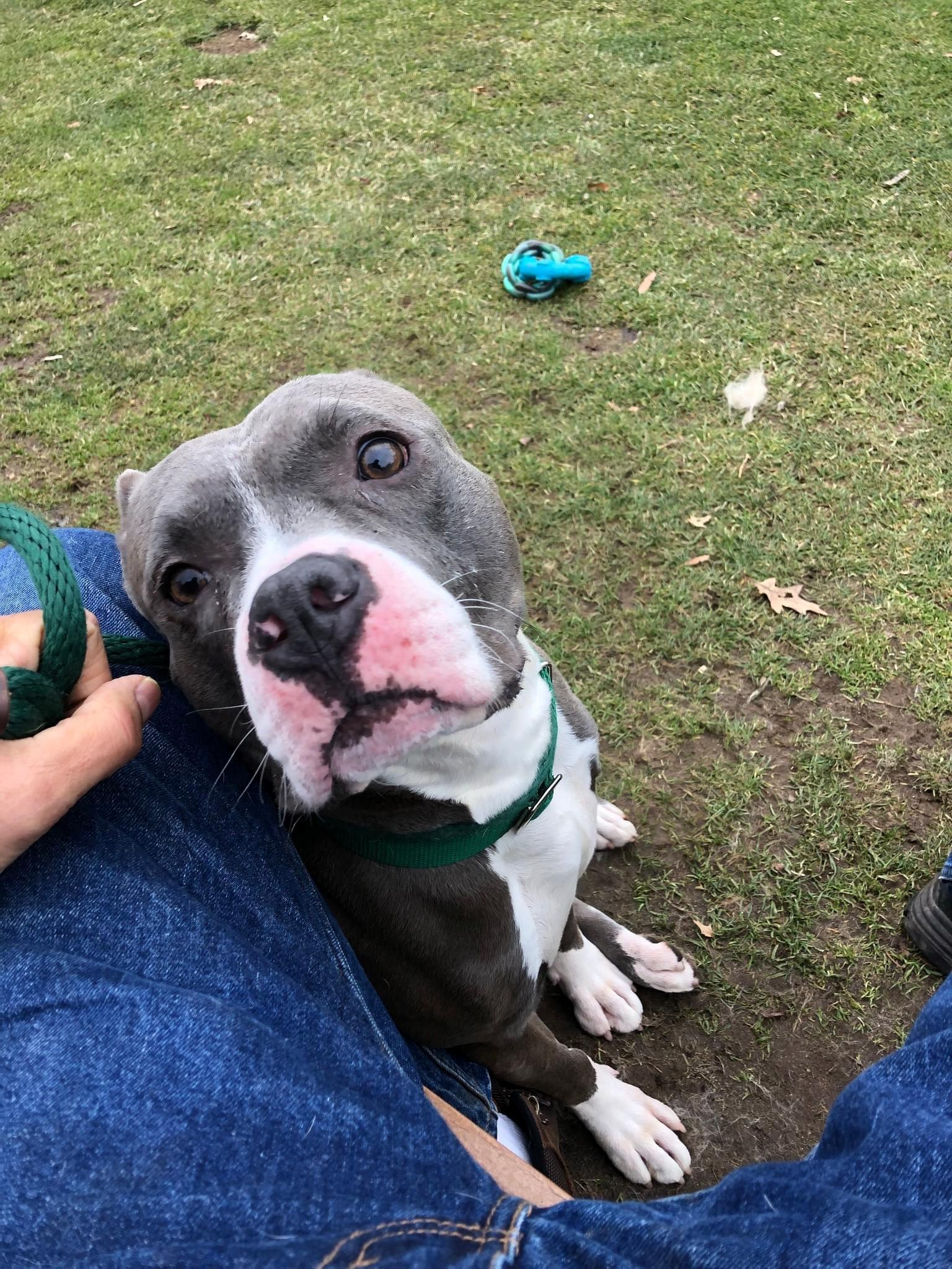 Nip up for Adoption
