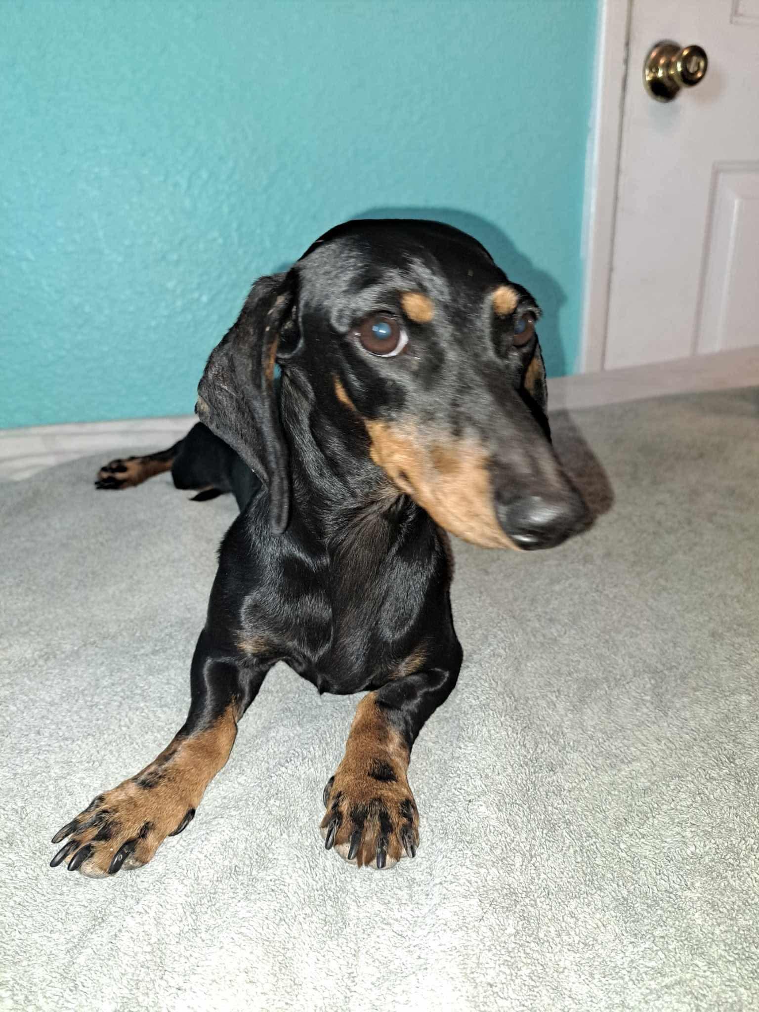 Deisy