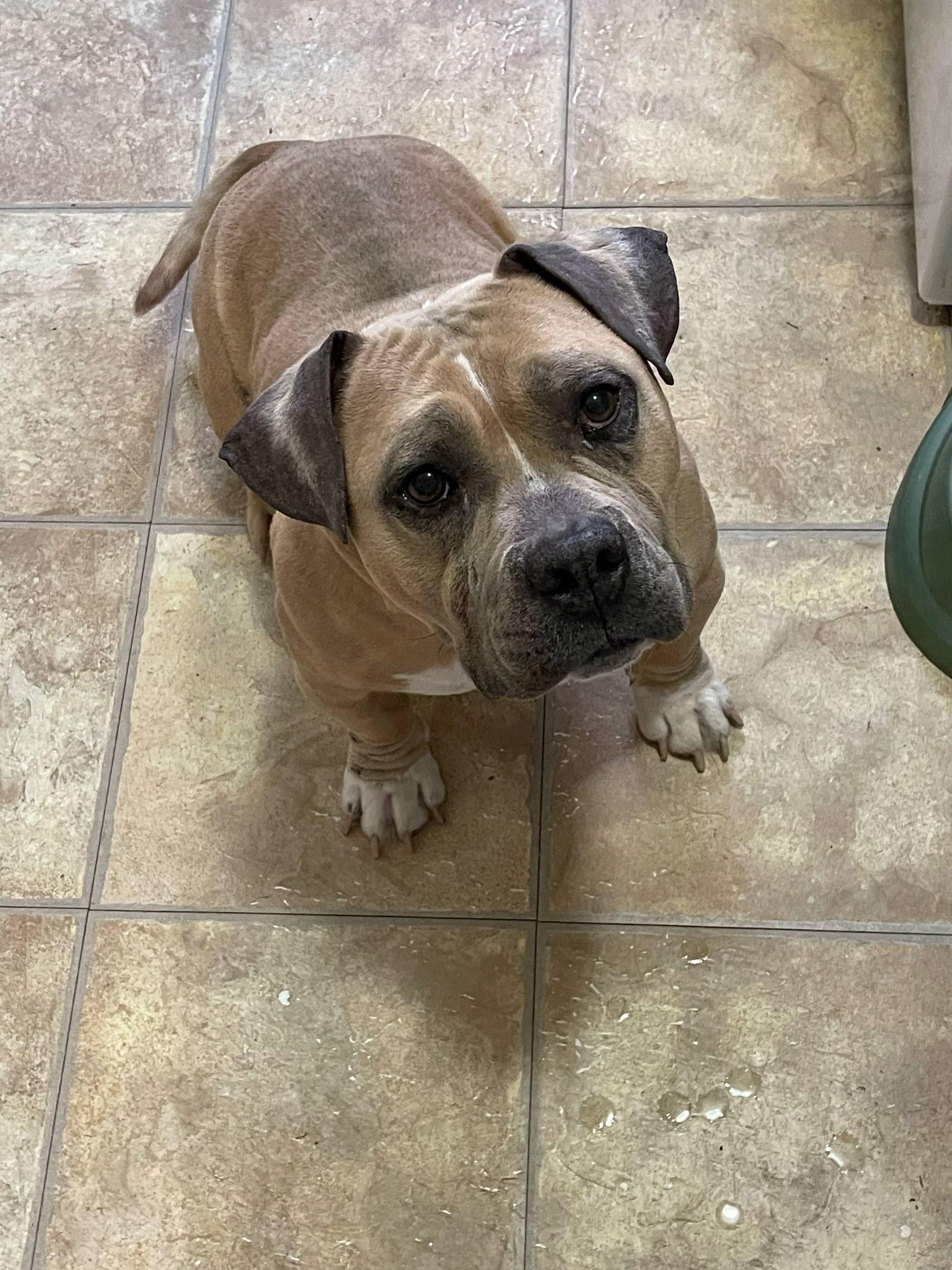 Sammy WAGar - American Staffordshire Terrier