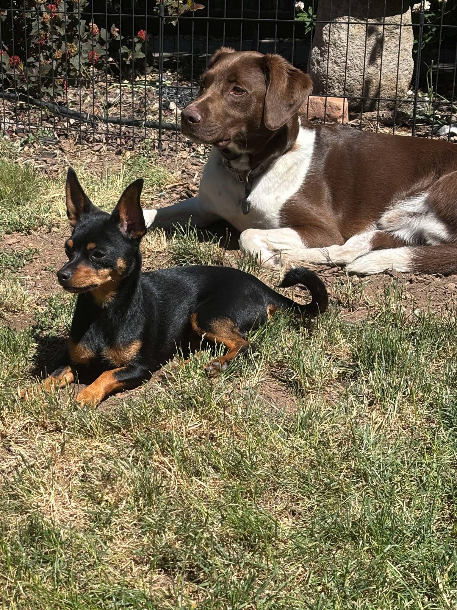 Koshari - Chihuahua
