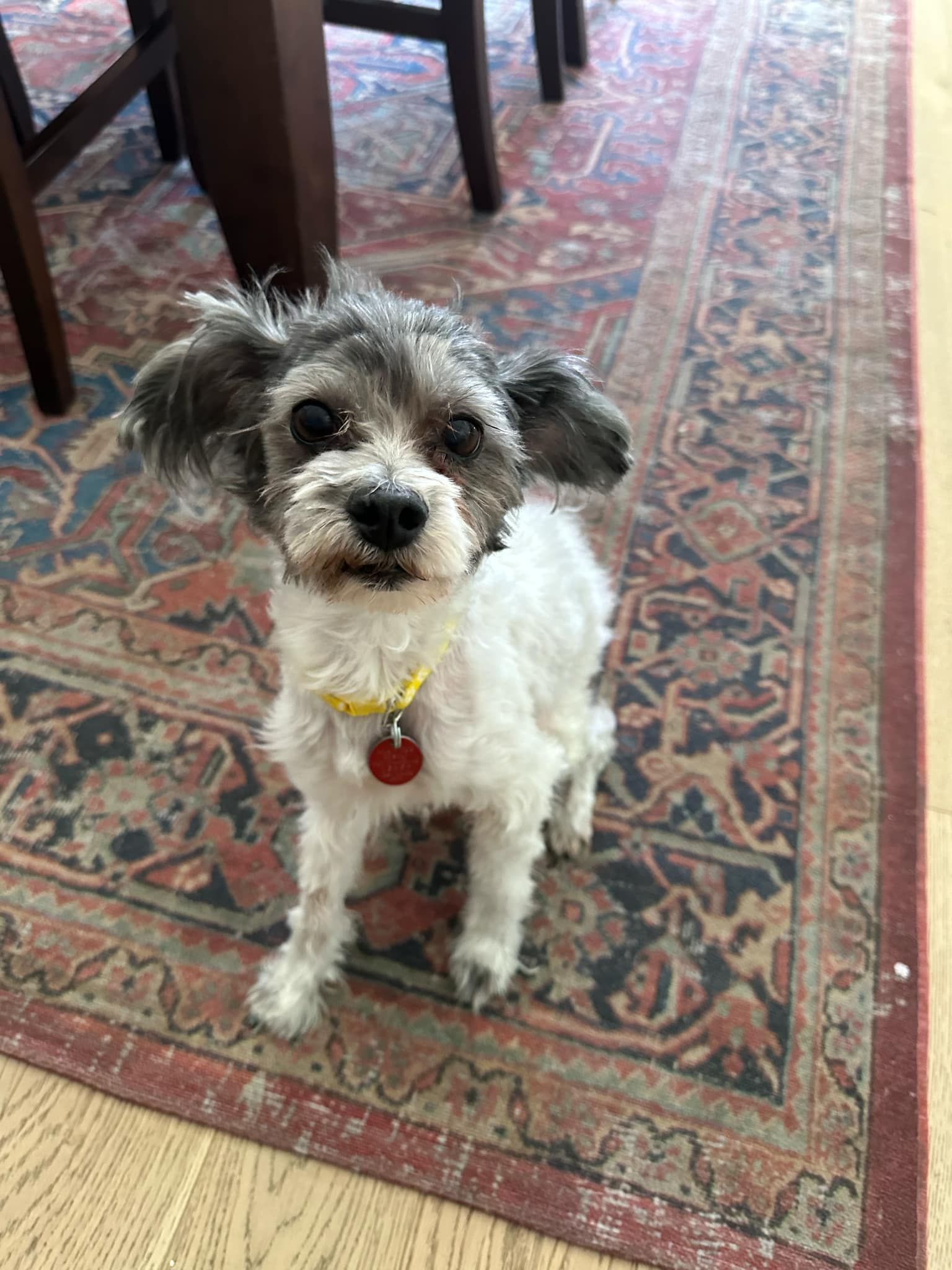 Stanley - Shih Tzu