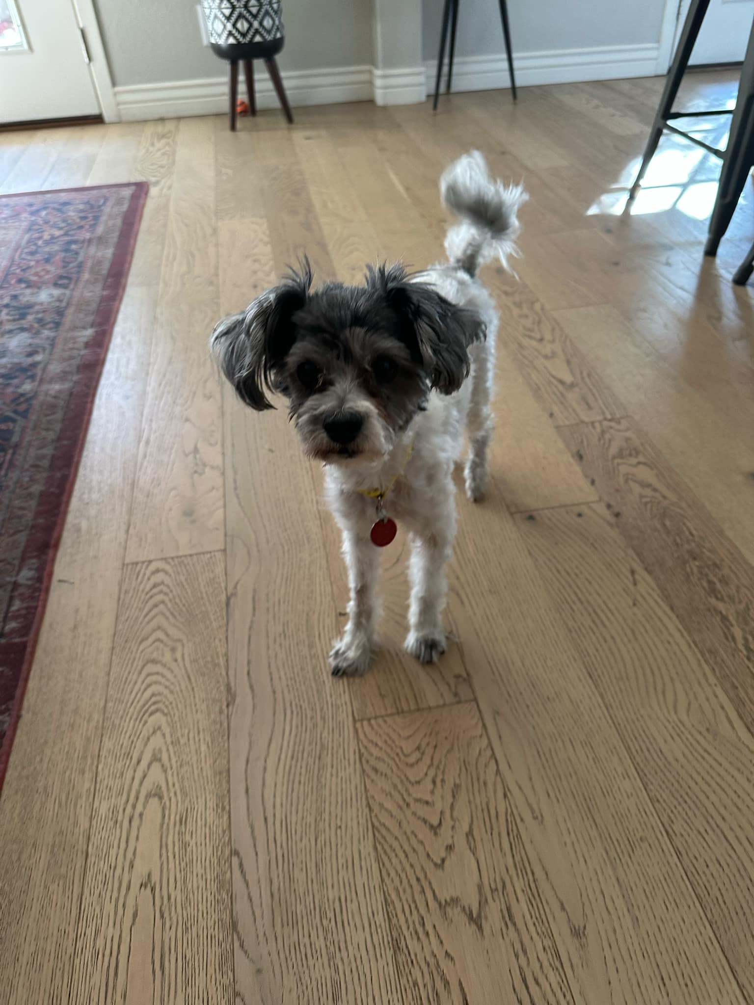 Stanley - Shih Tzu