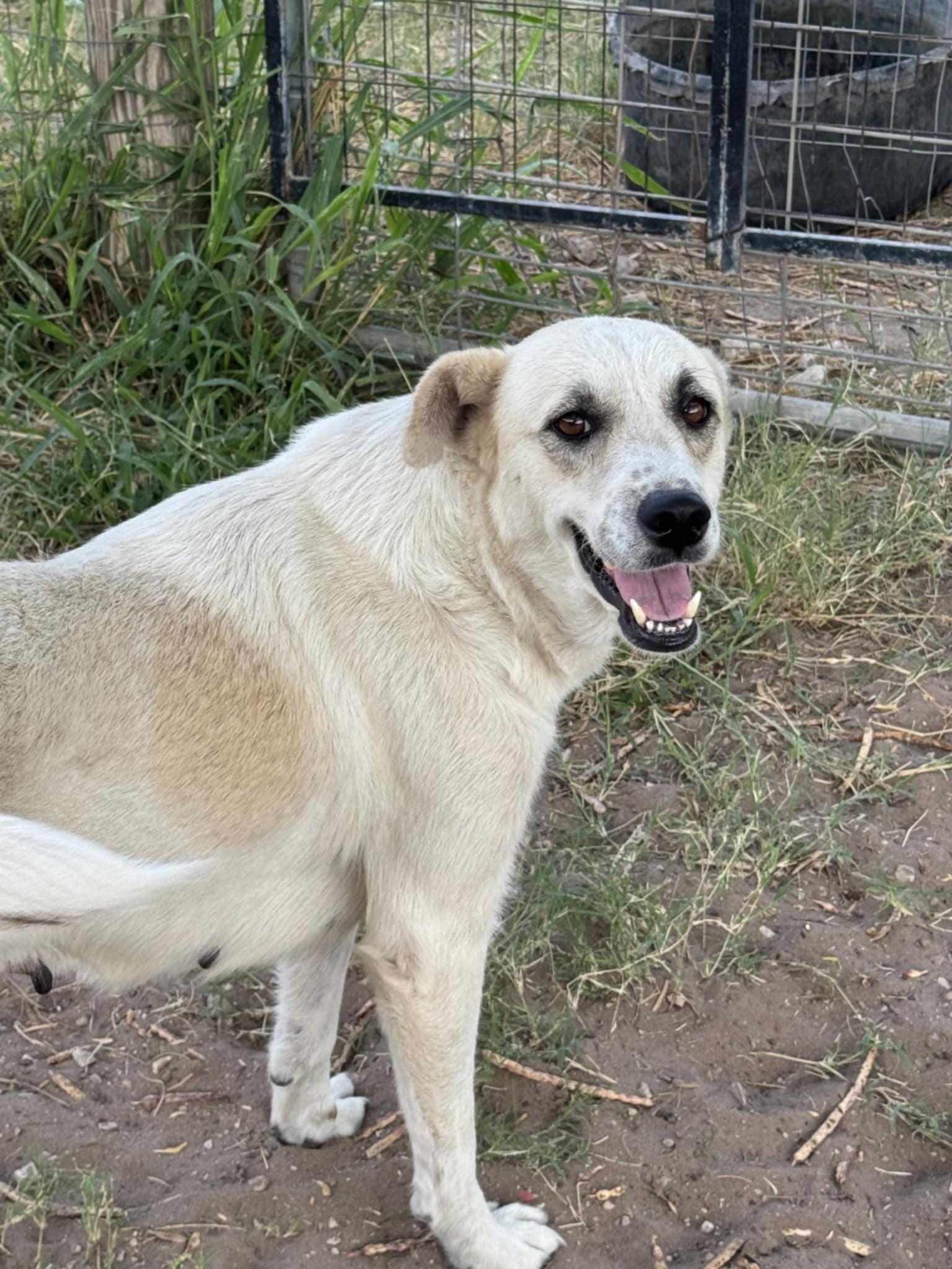 Pearl - Great Pyrenees