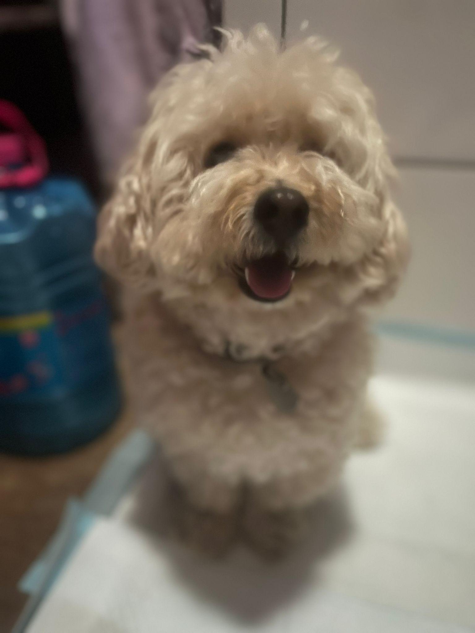 Benny - Maltese