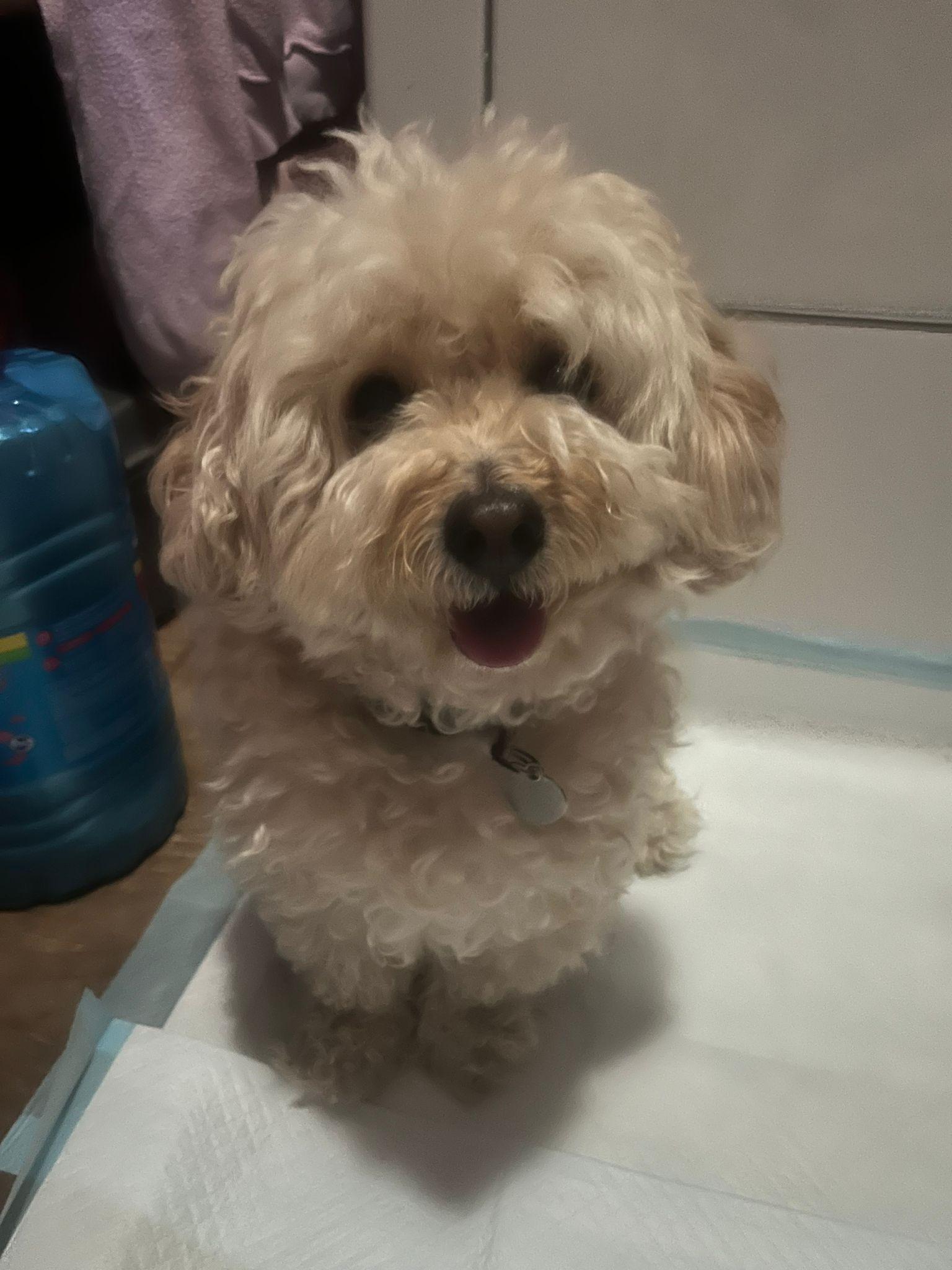 Benny - Maltese