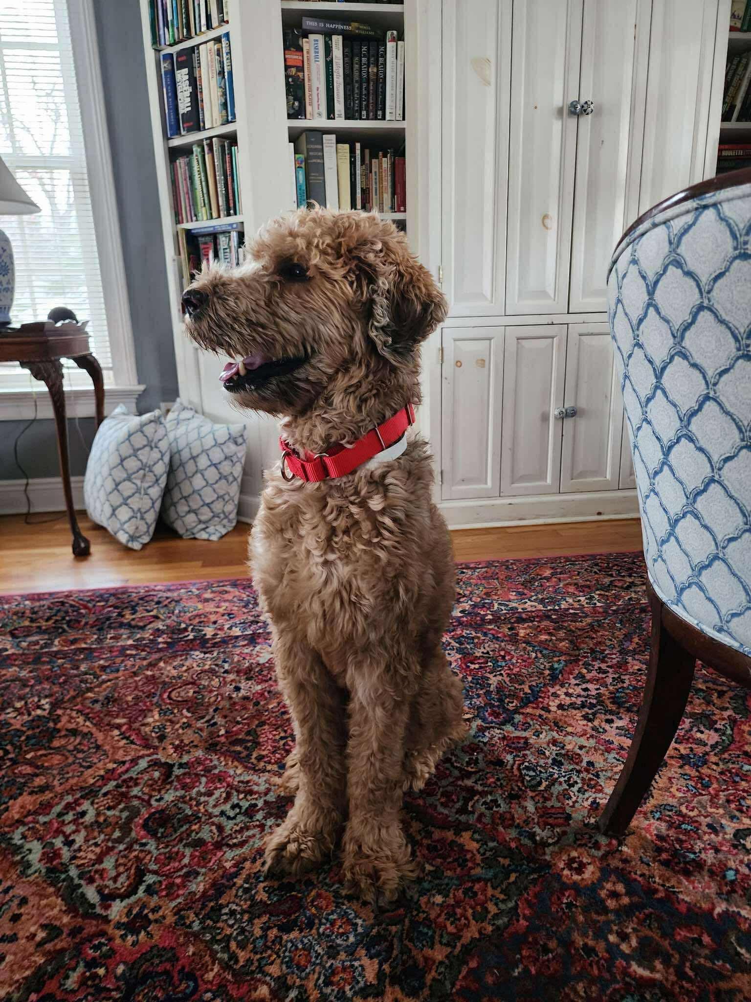 Cheeto - Golden Retriever