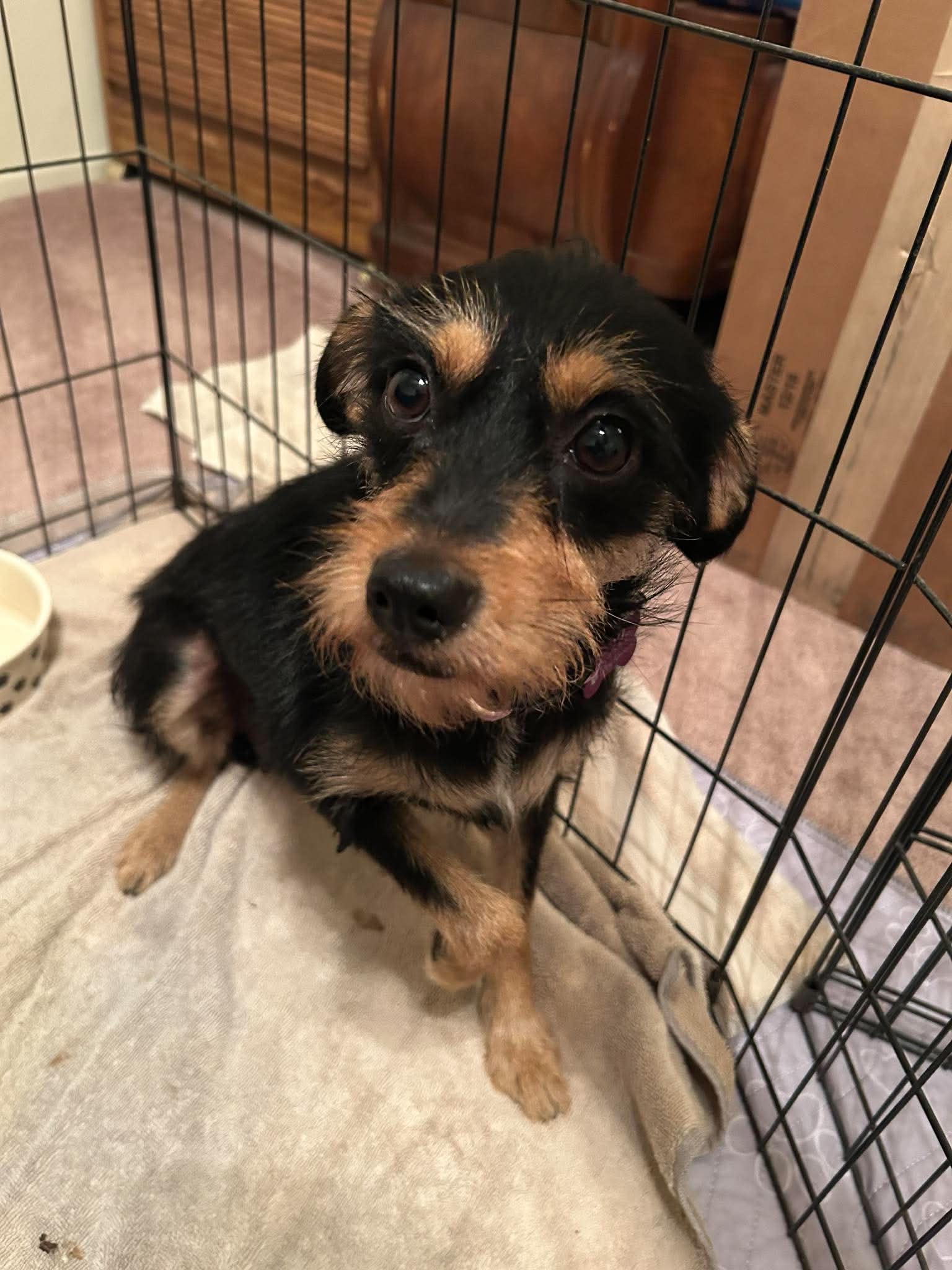 Millie - Terrier