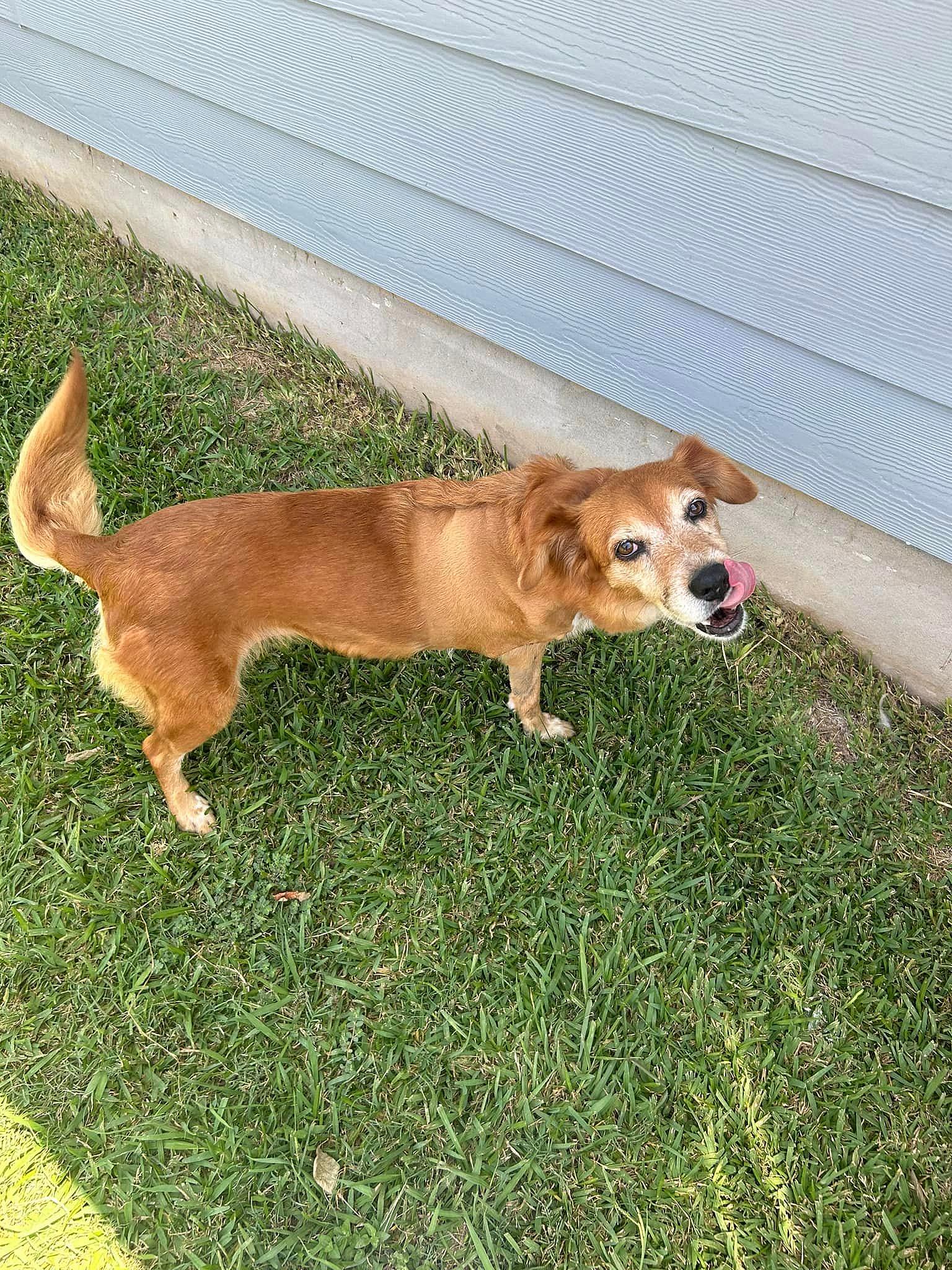 Maggie up for Adoption