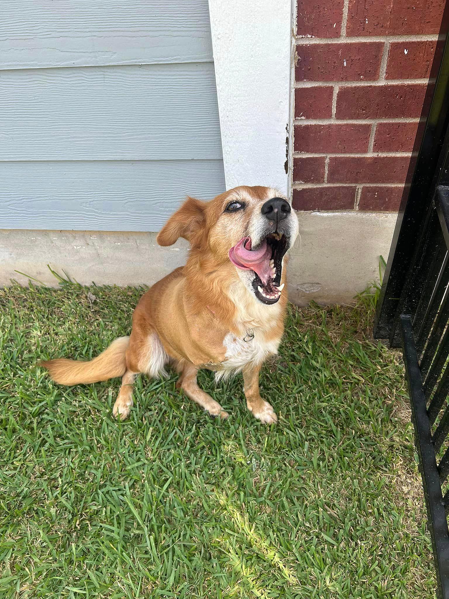 Maggie up for Adoption