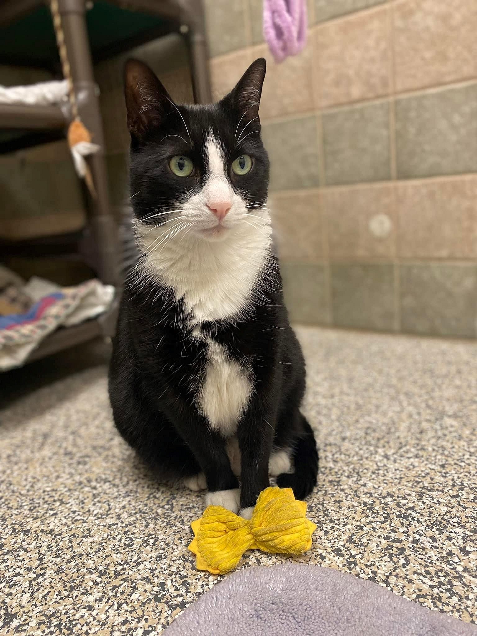 Mittens uo for Adoption