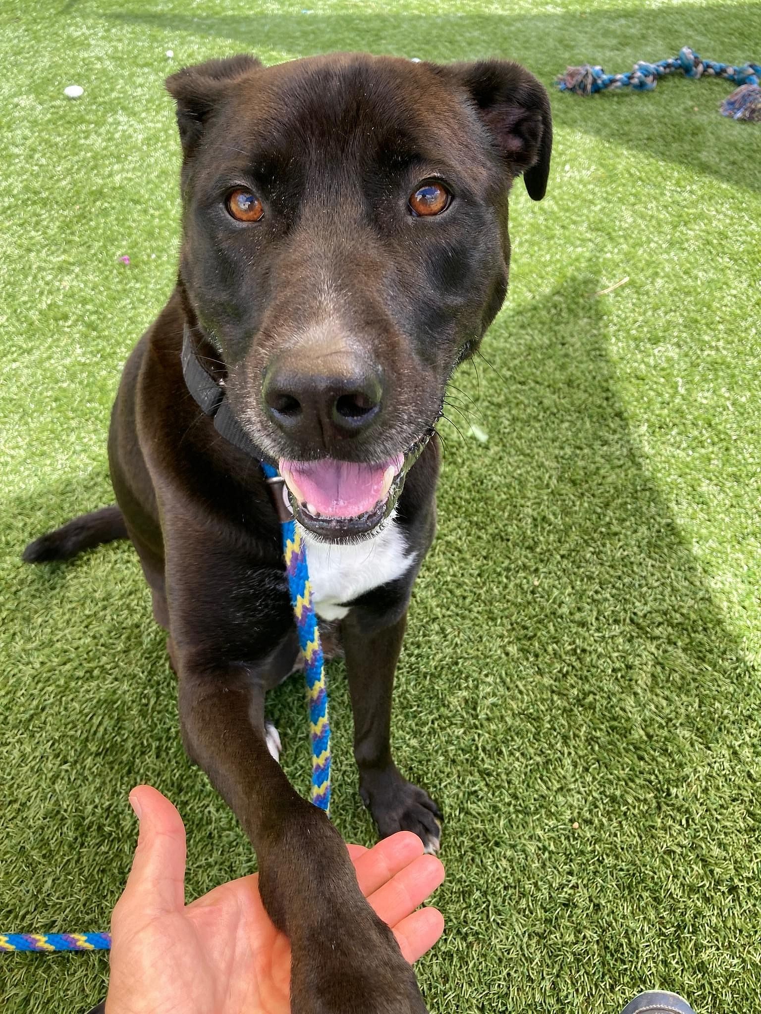 Stewie up for Adoption