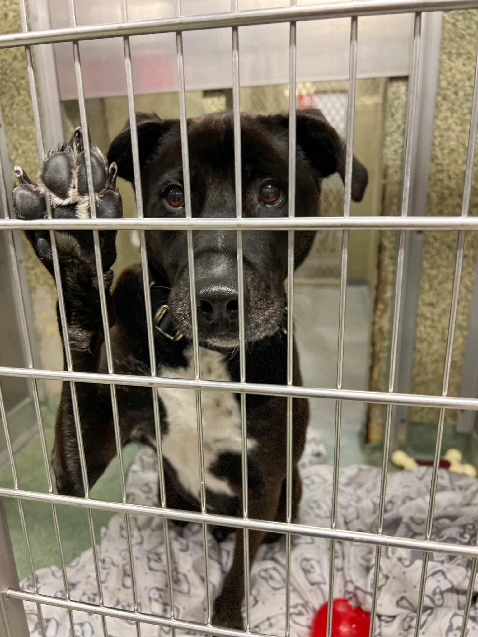 Stewie up for Adoption