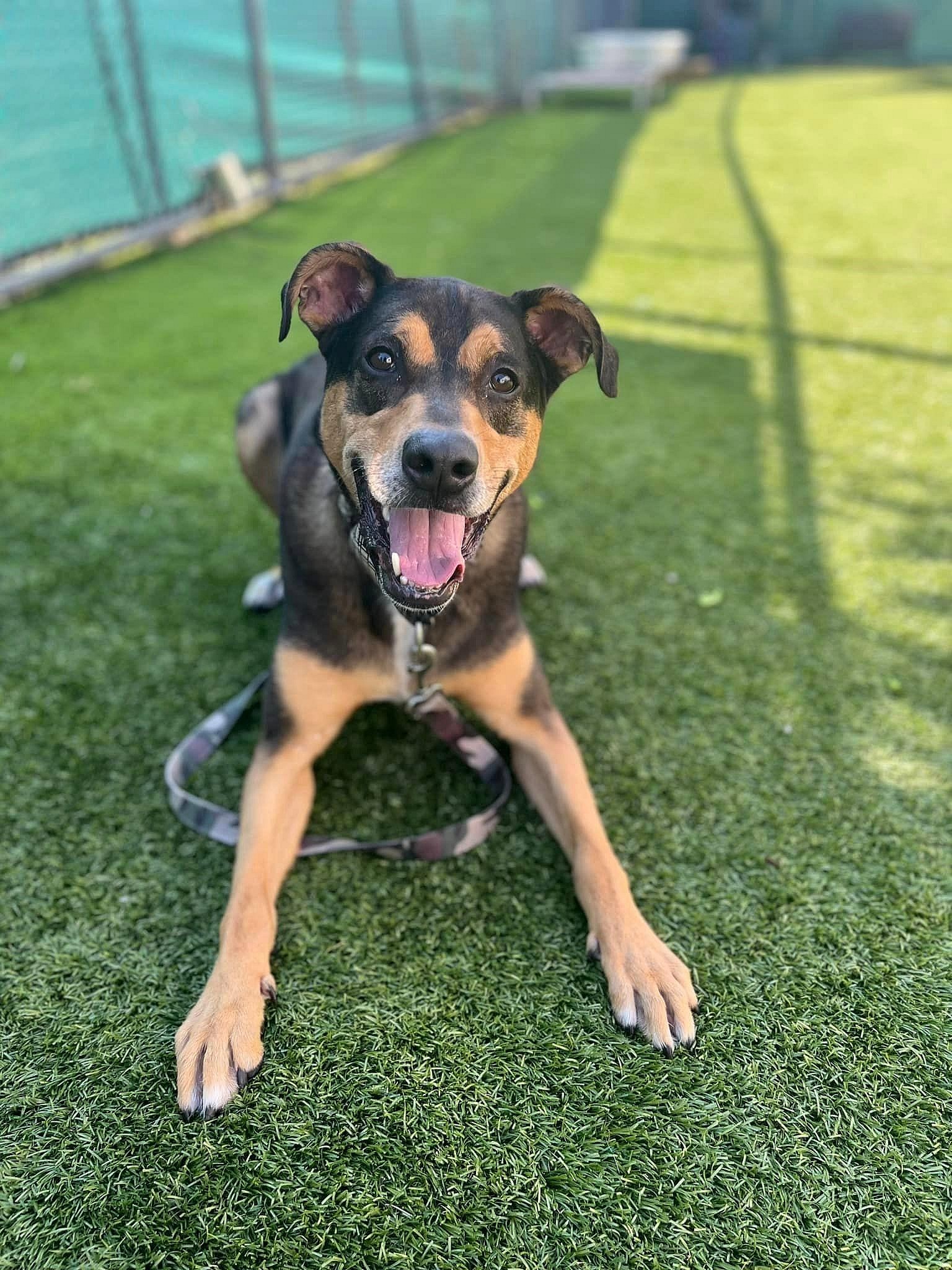 Bandit up for Adoption