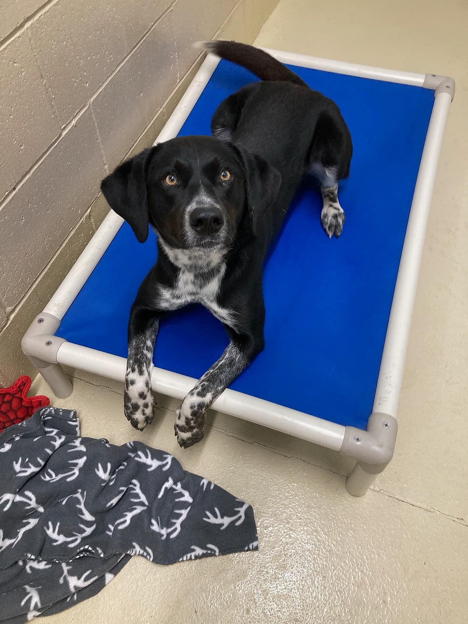 Rex up for Adoption