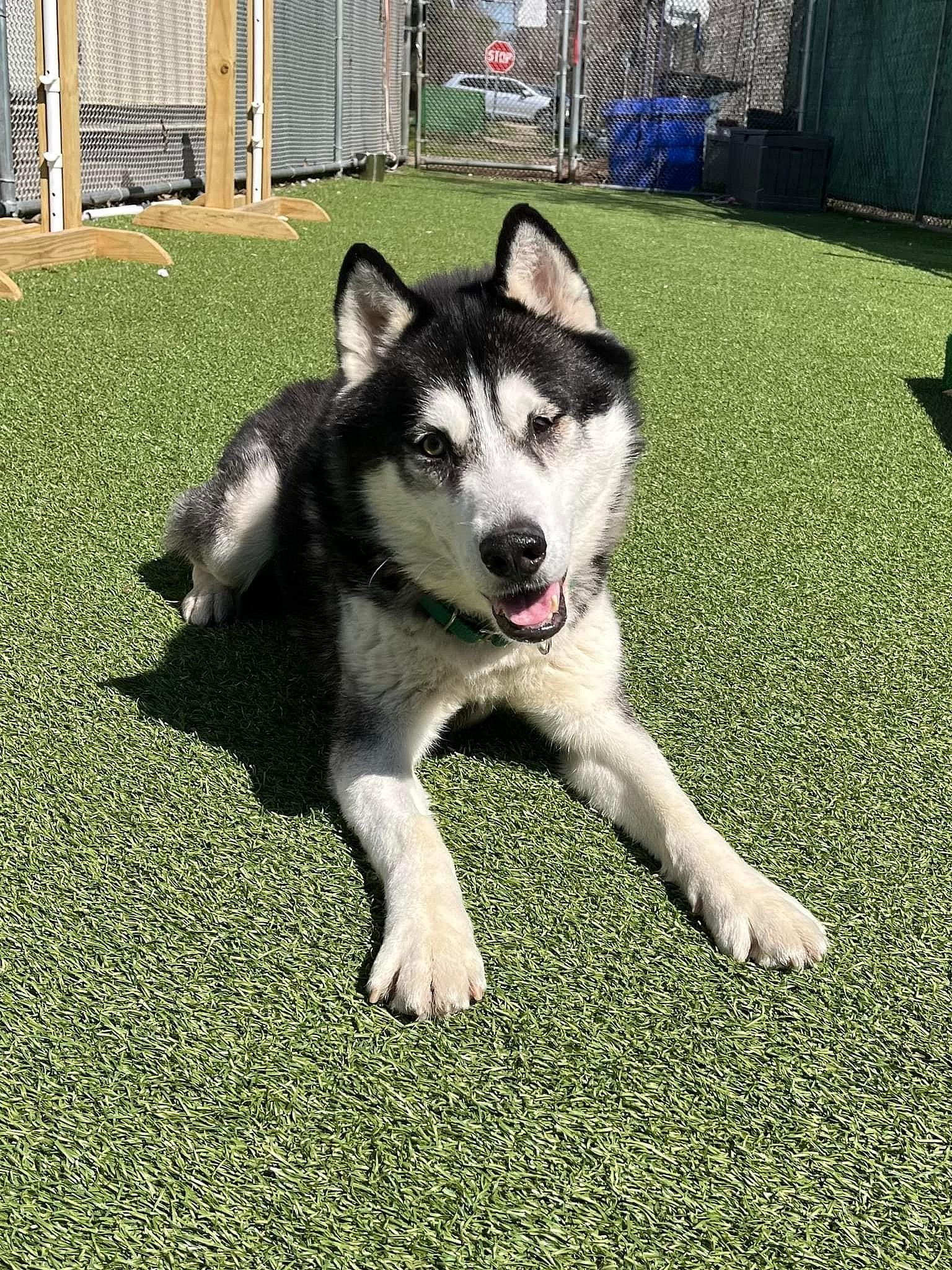 Larz up for Adoption