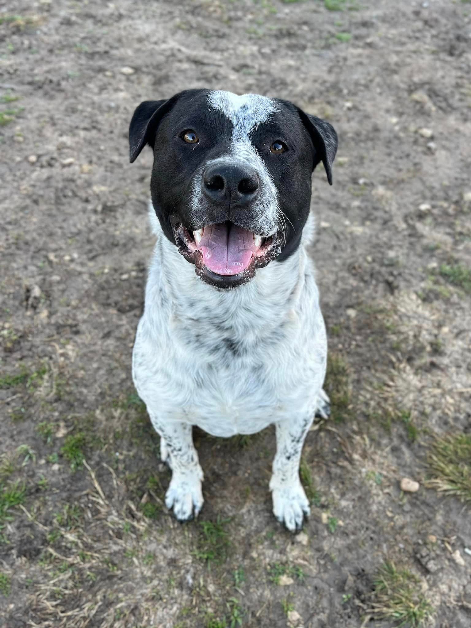 Leopard up for Adoption