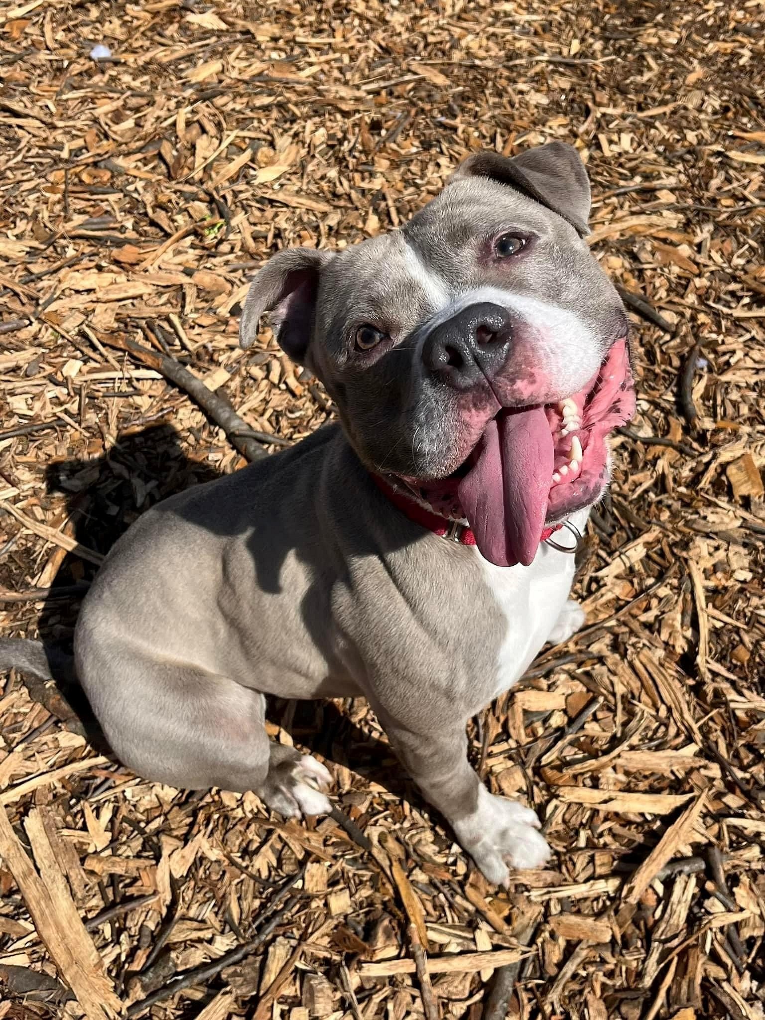 Bear up for Adoption