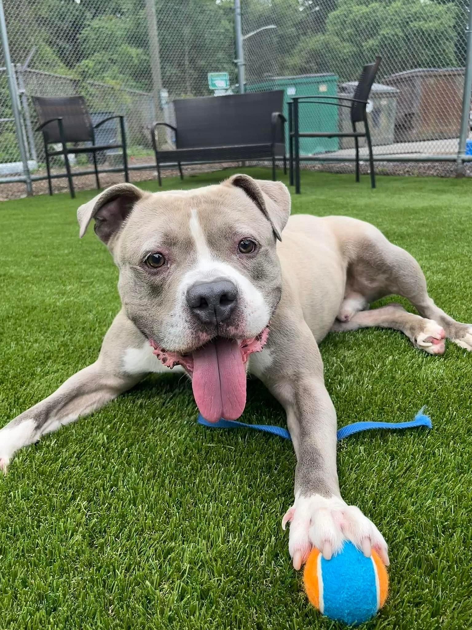 Bear up for Adoption