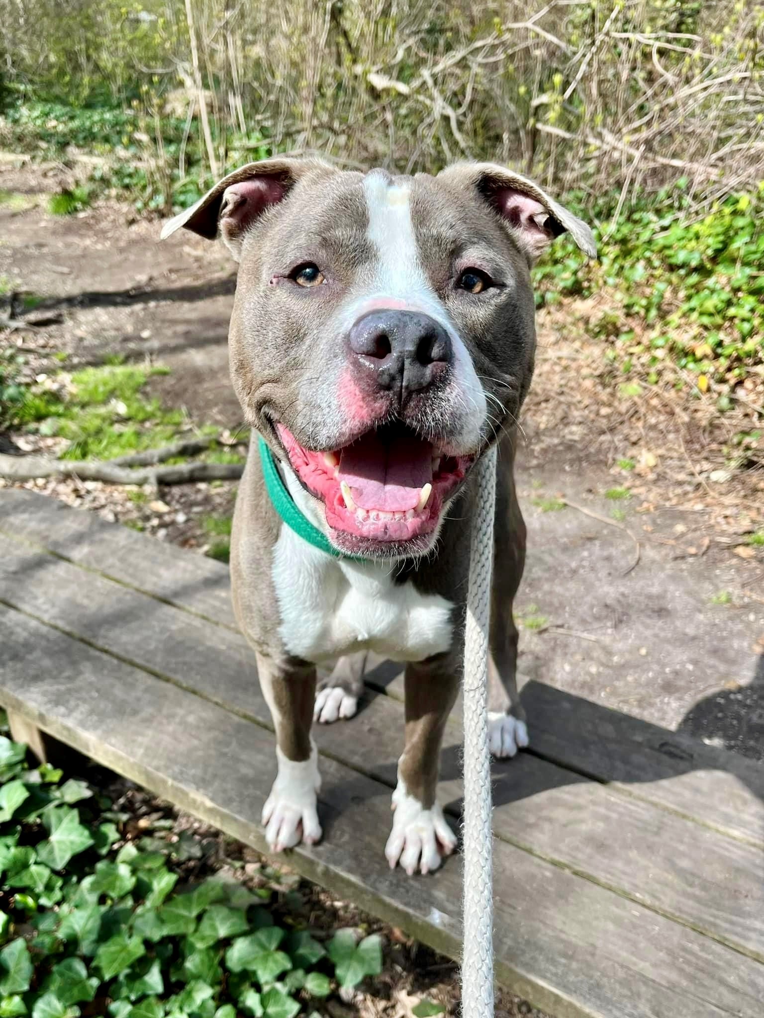 Big Mac up for Adoption