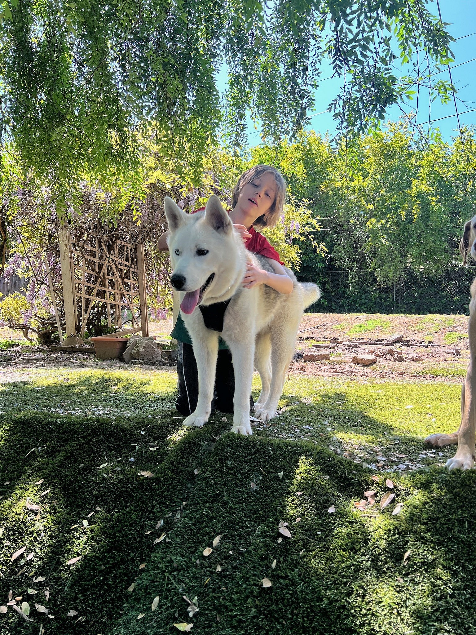 Luke up for Adoption