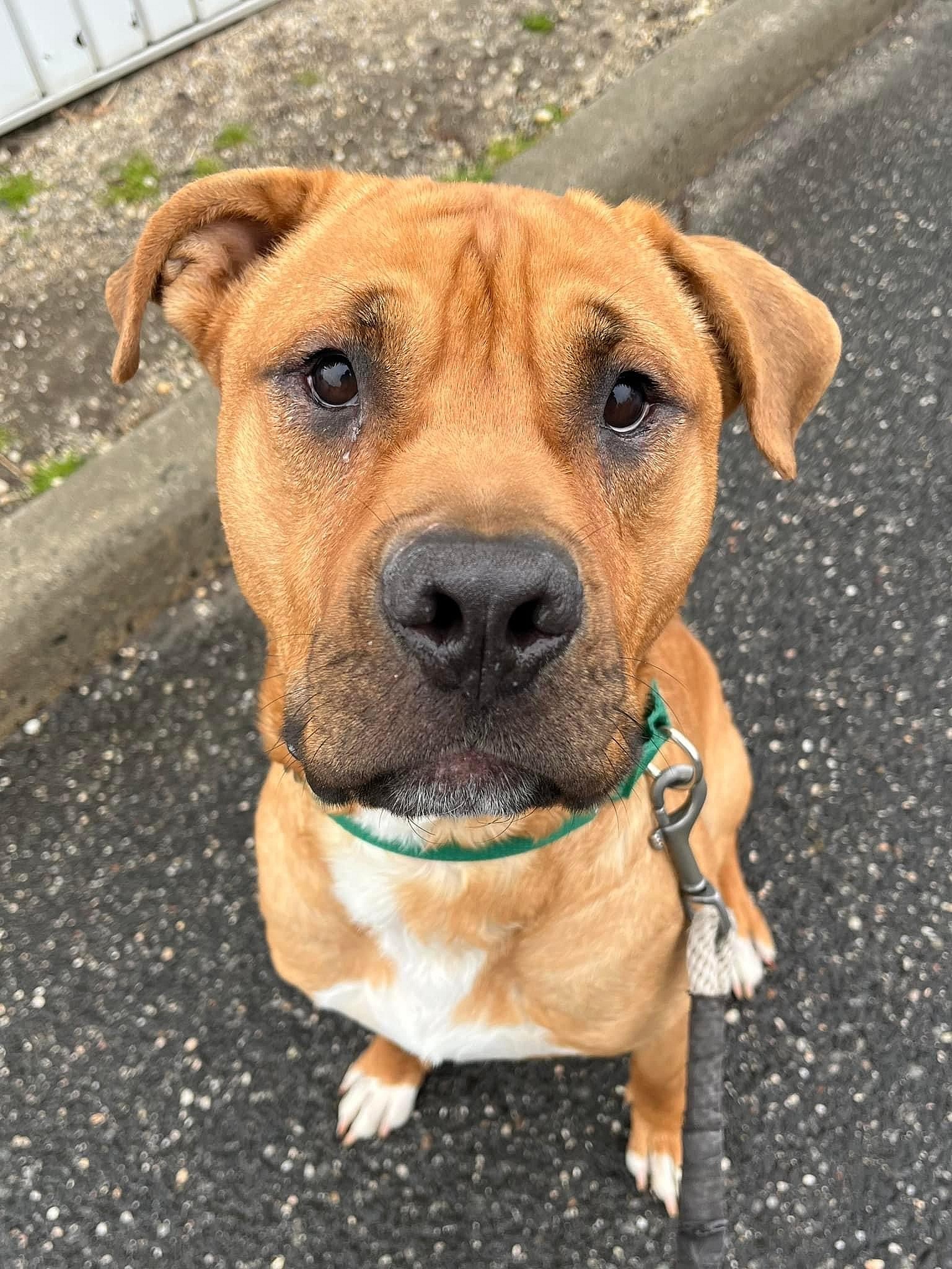 Sergio up for Adoption