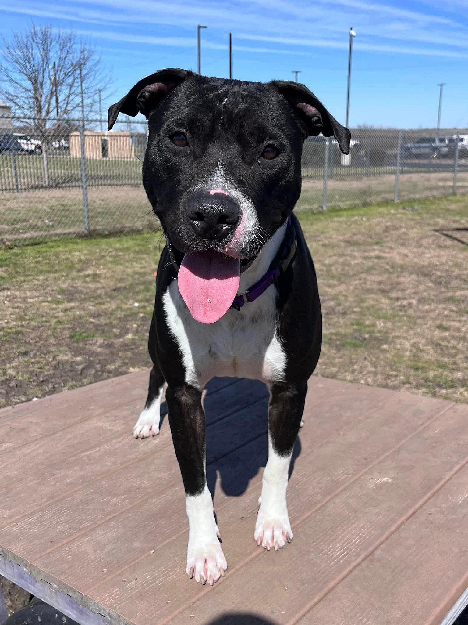 Matrix up for Adoption