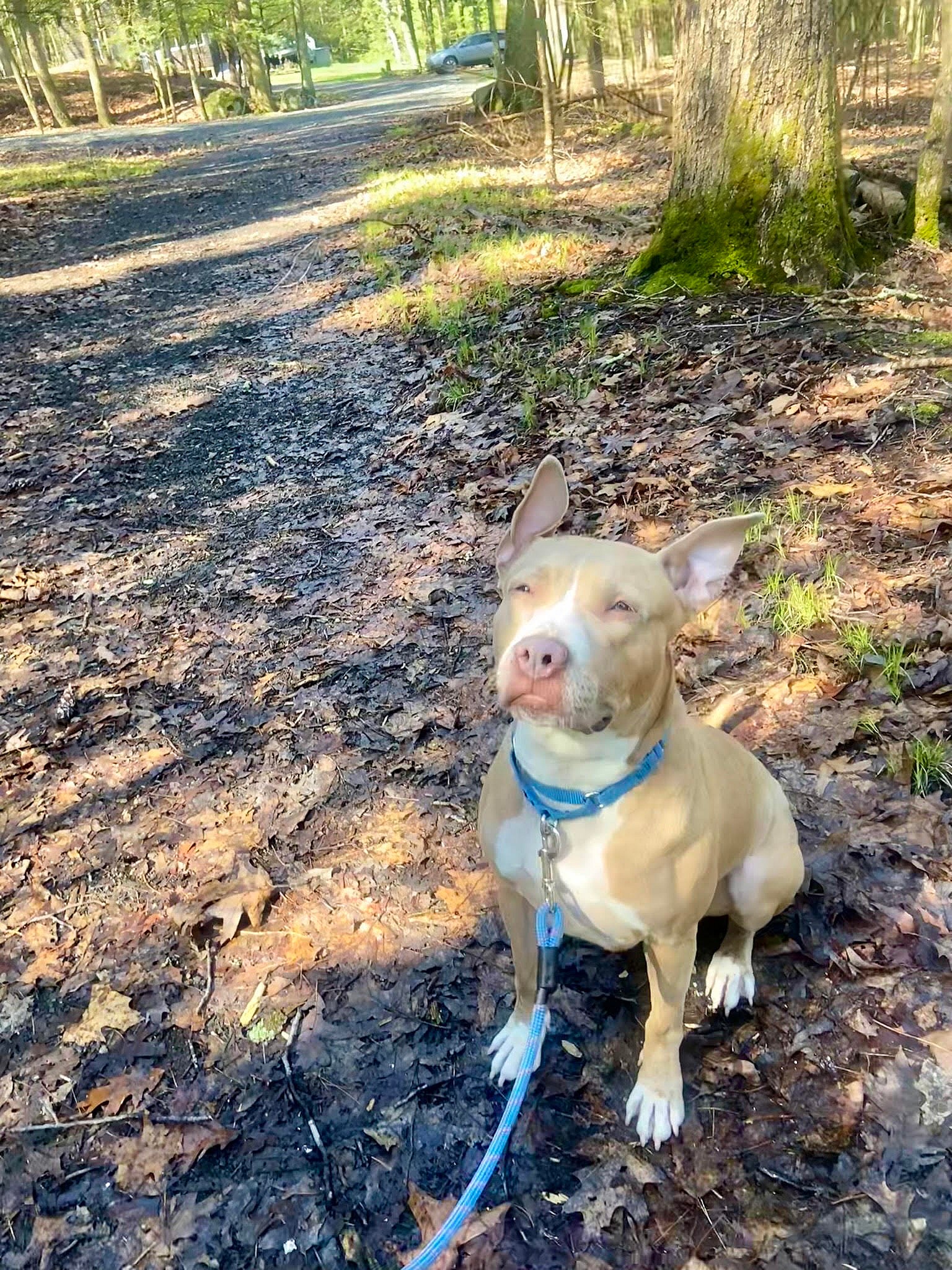 CARTIER up for Adoption