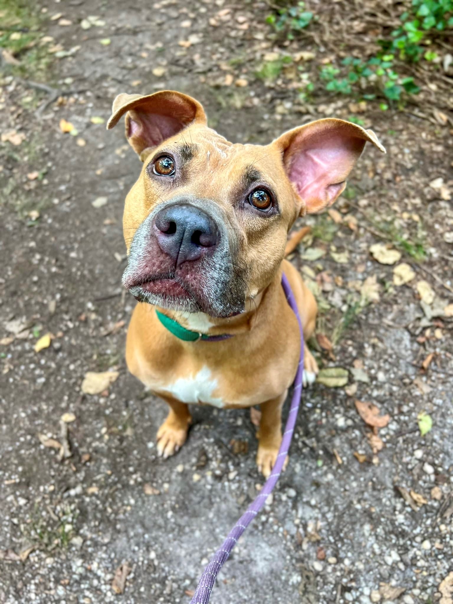 Brooklyn up for Adoption