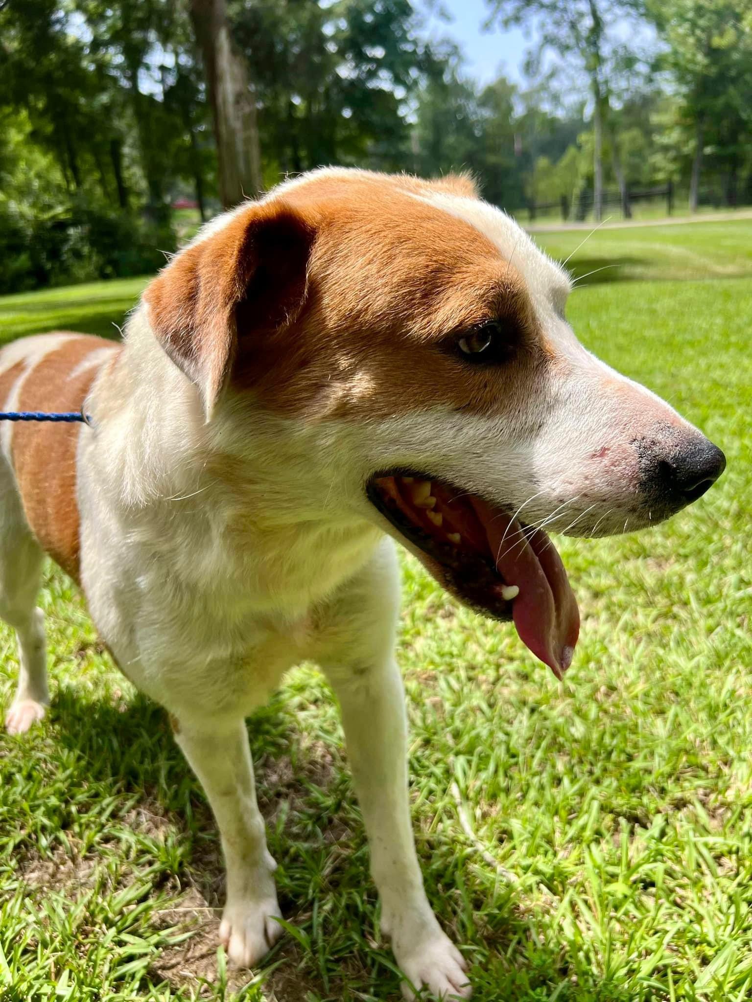 Buddy up for Adoption