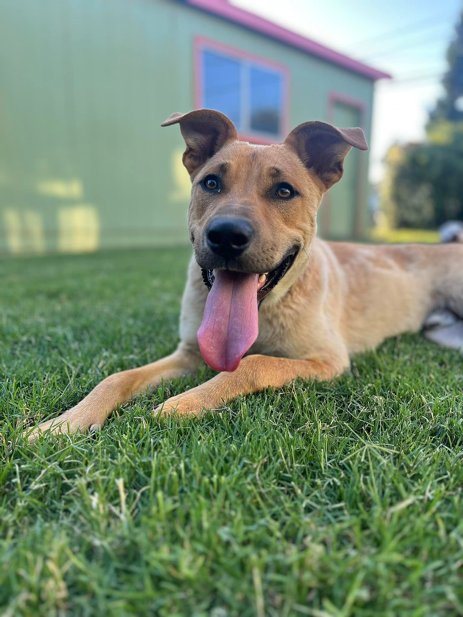 Finn