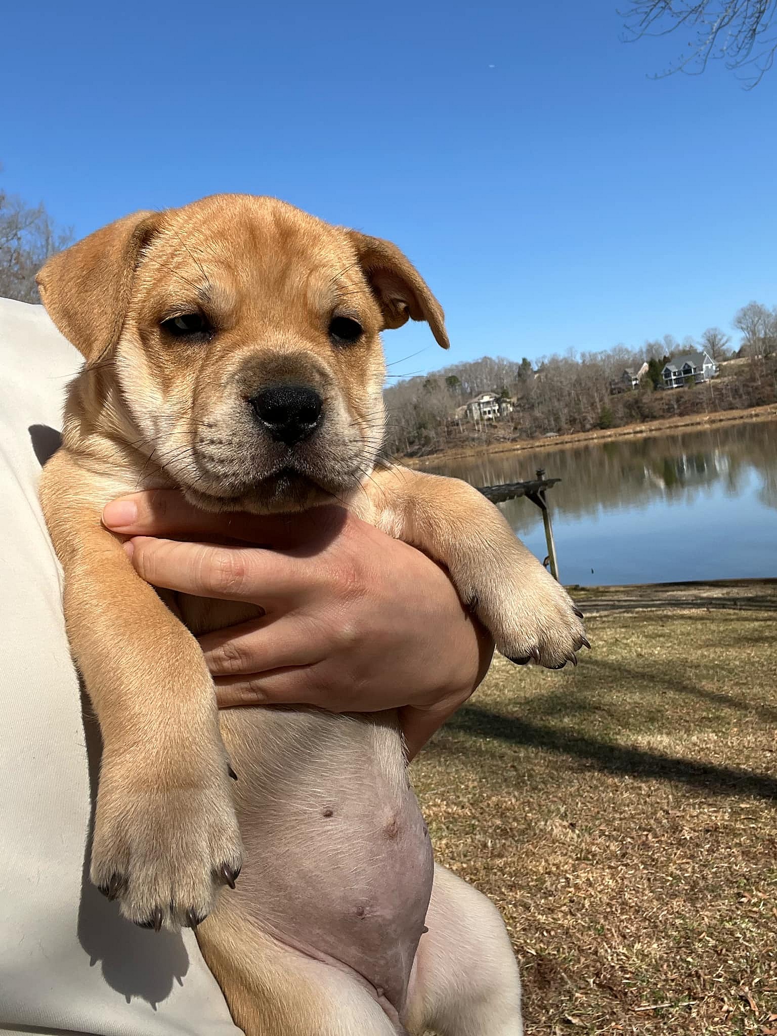 Lady Bird - Shelby Litter