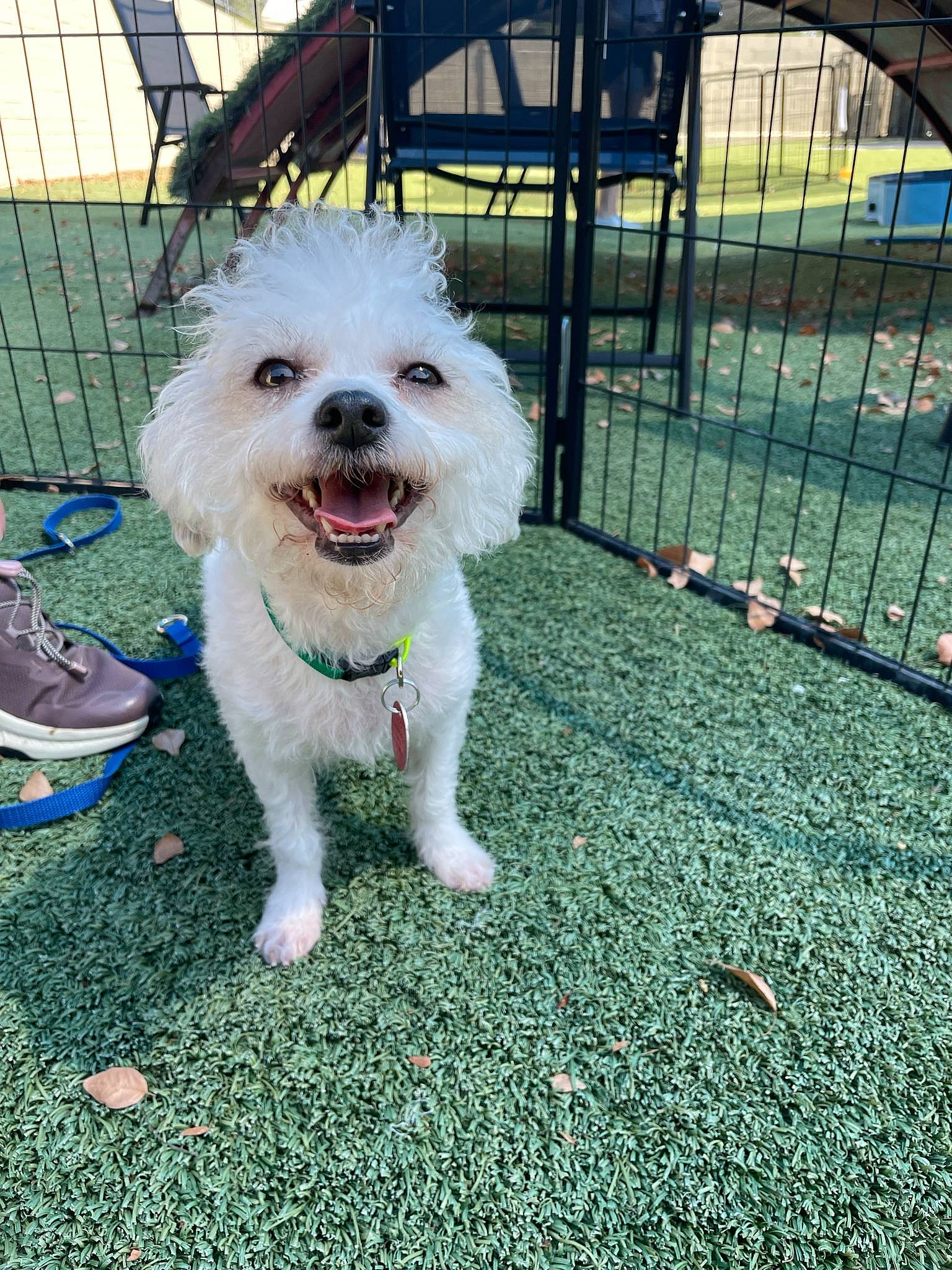 Channel - Poodle (Miniature)