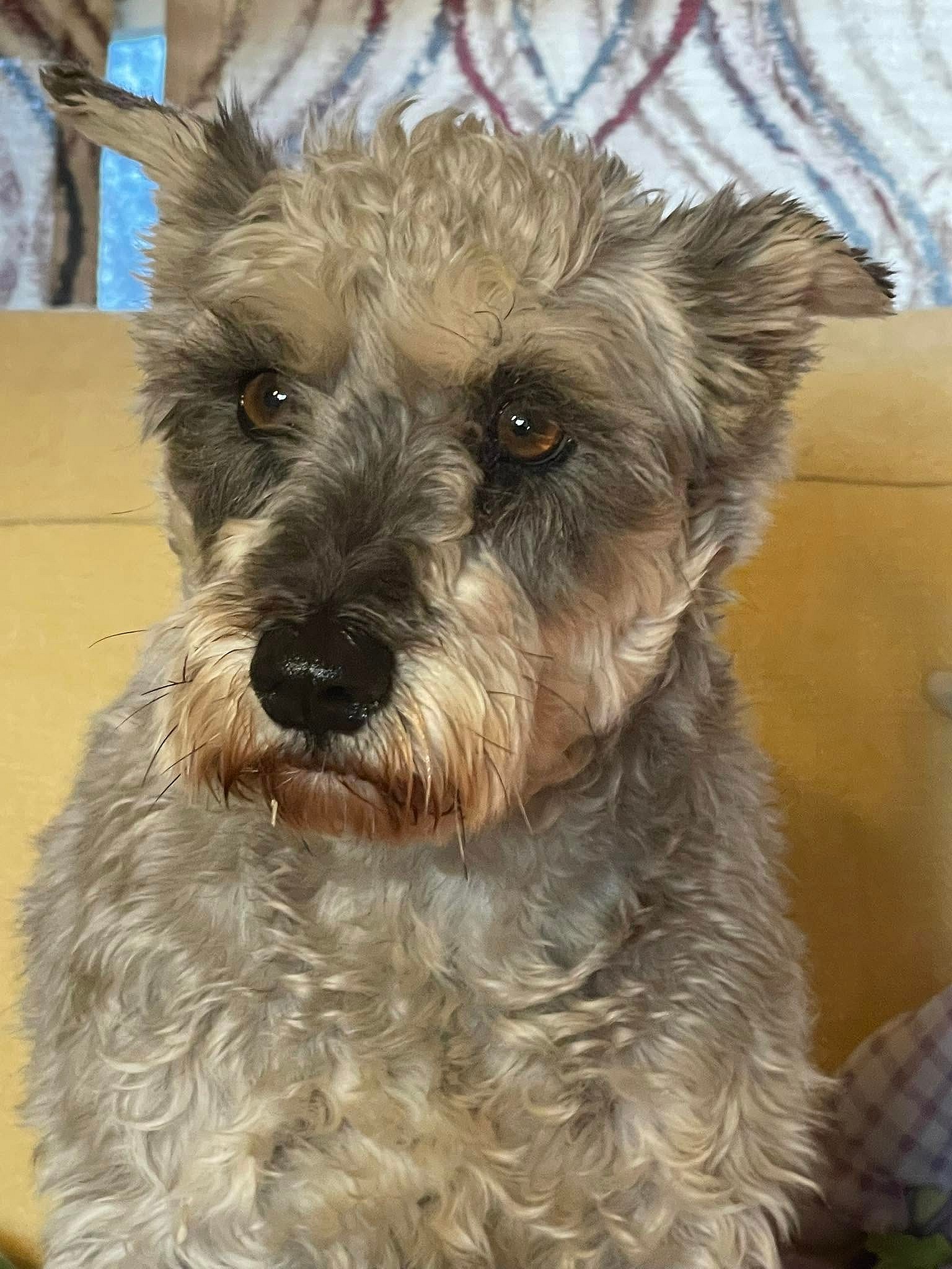 Sabrina/Pending - Schnauzer