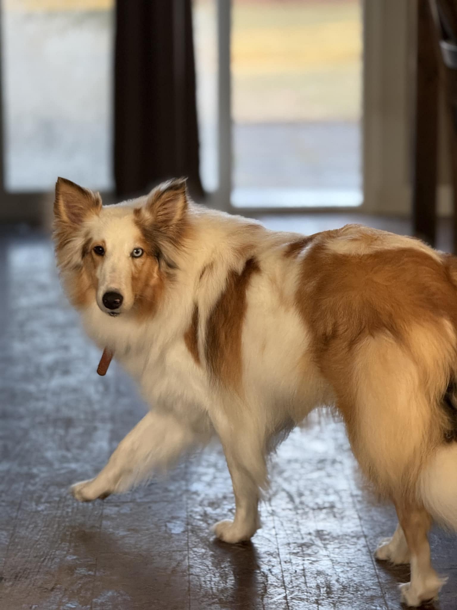 Ryleigh - Shetland Sheepdog Sheltie