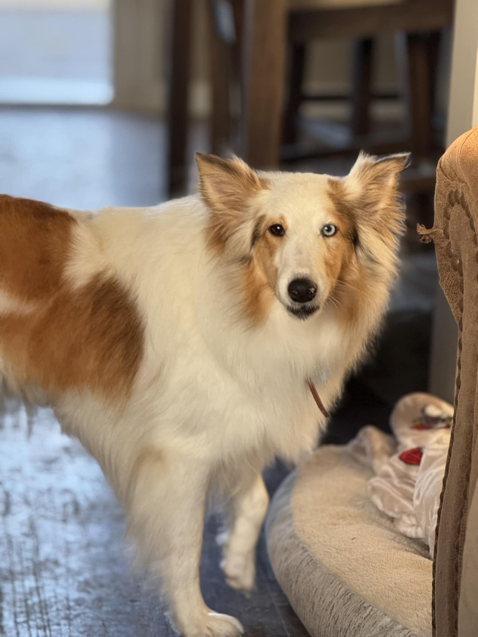 Ryleigh - Shetland Sheepdog Sheltie