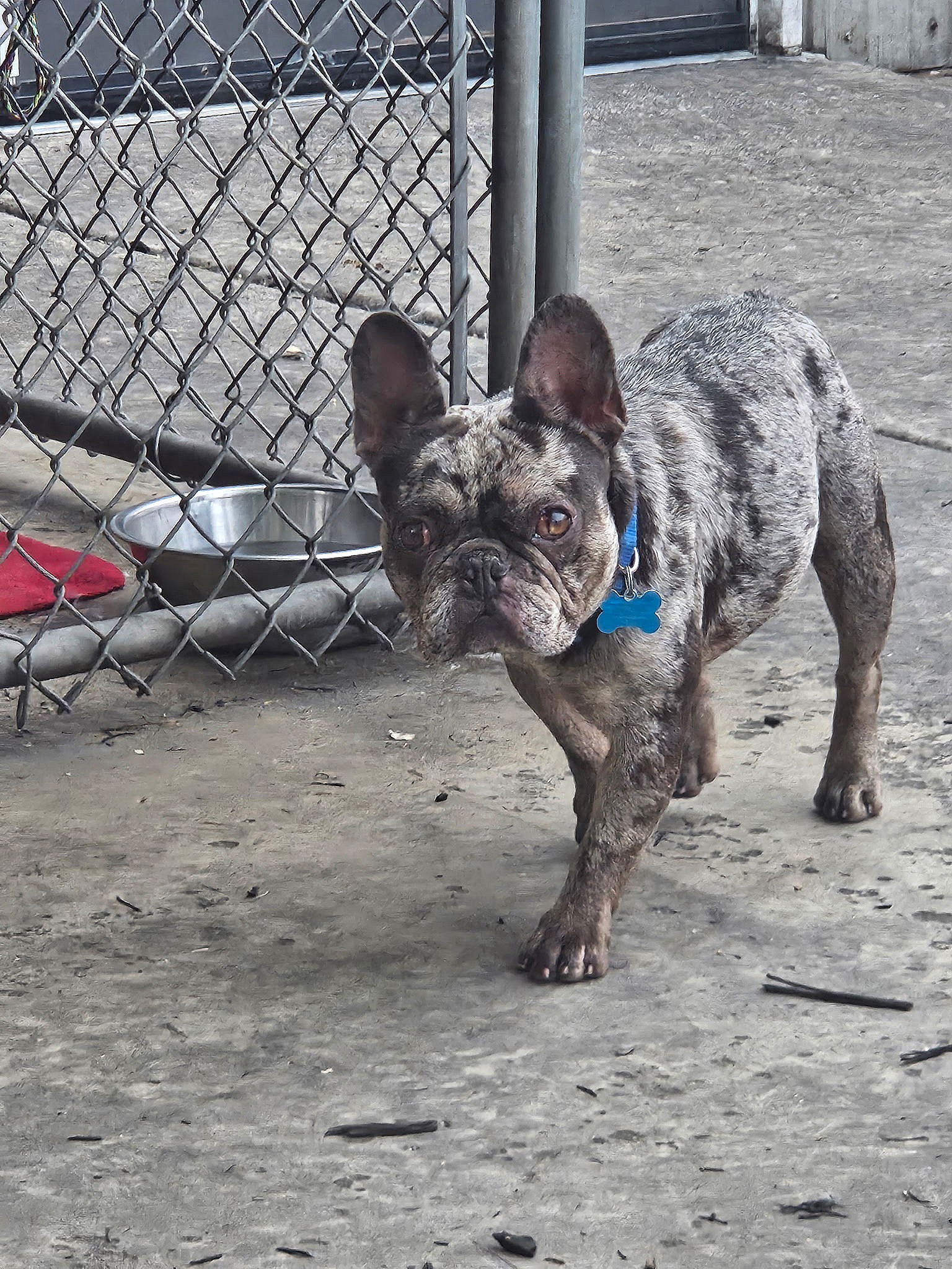 Frankie - French Bulldog